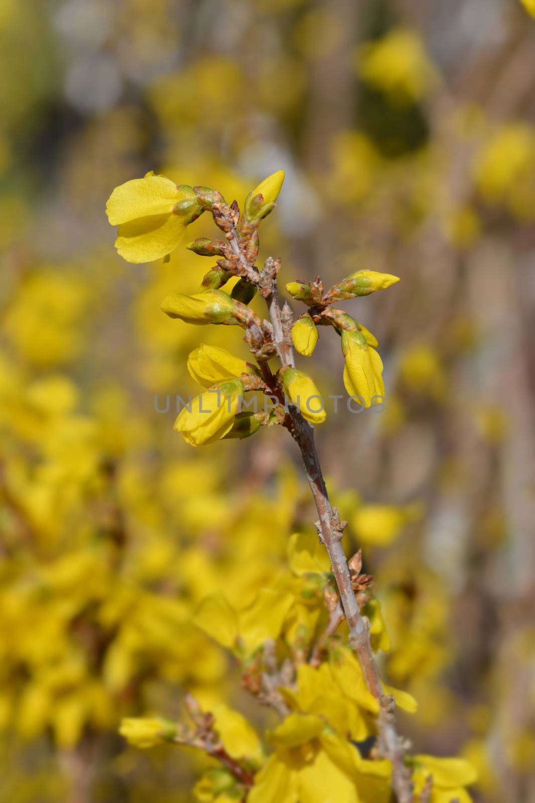 Dwarf Forsythia Mini Gold by nahhan