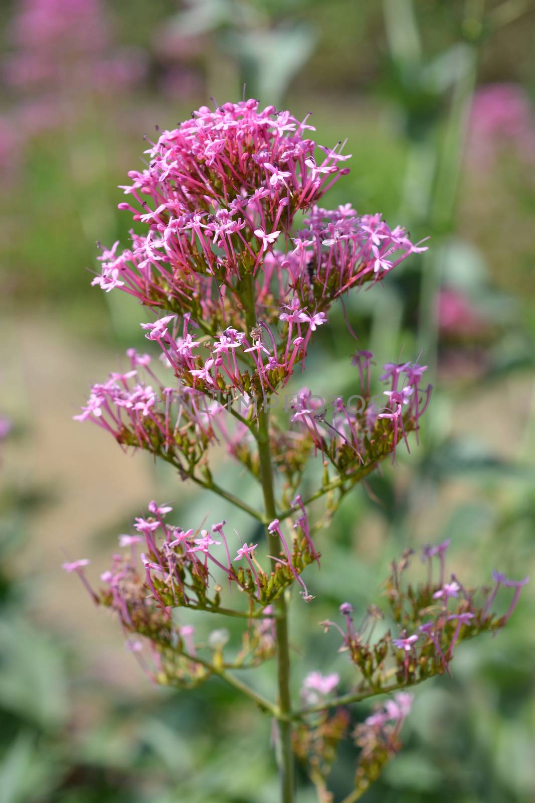 Red valerian by nahhan