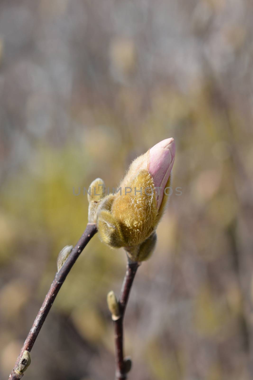 Star magnolia flower bud - Latin name - Magnolia stellata