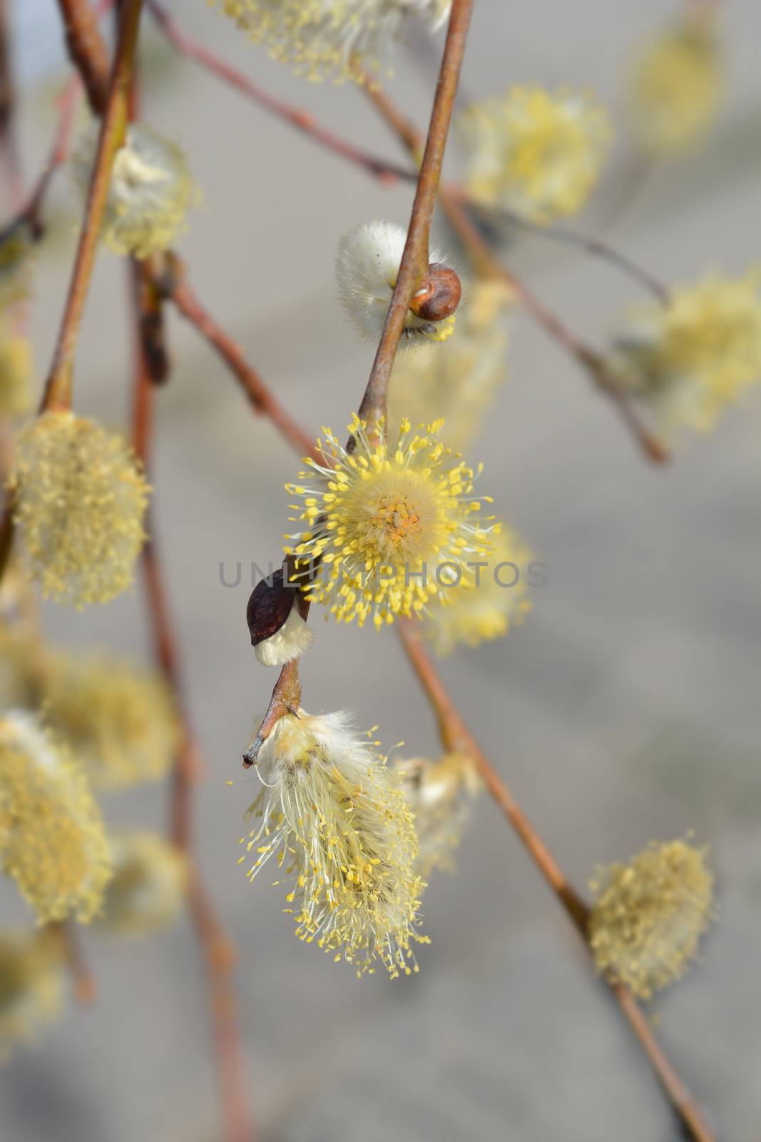 Weeping pussy willow - Latin name - Salix caprea