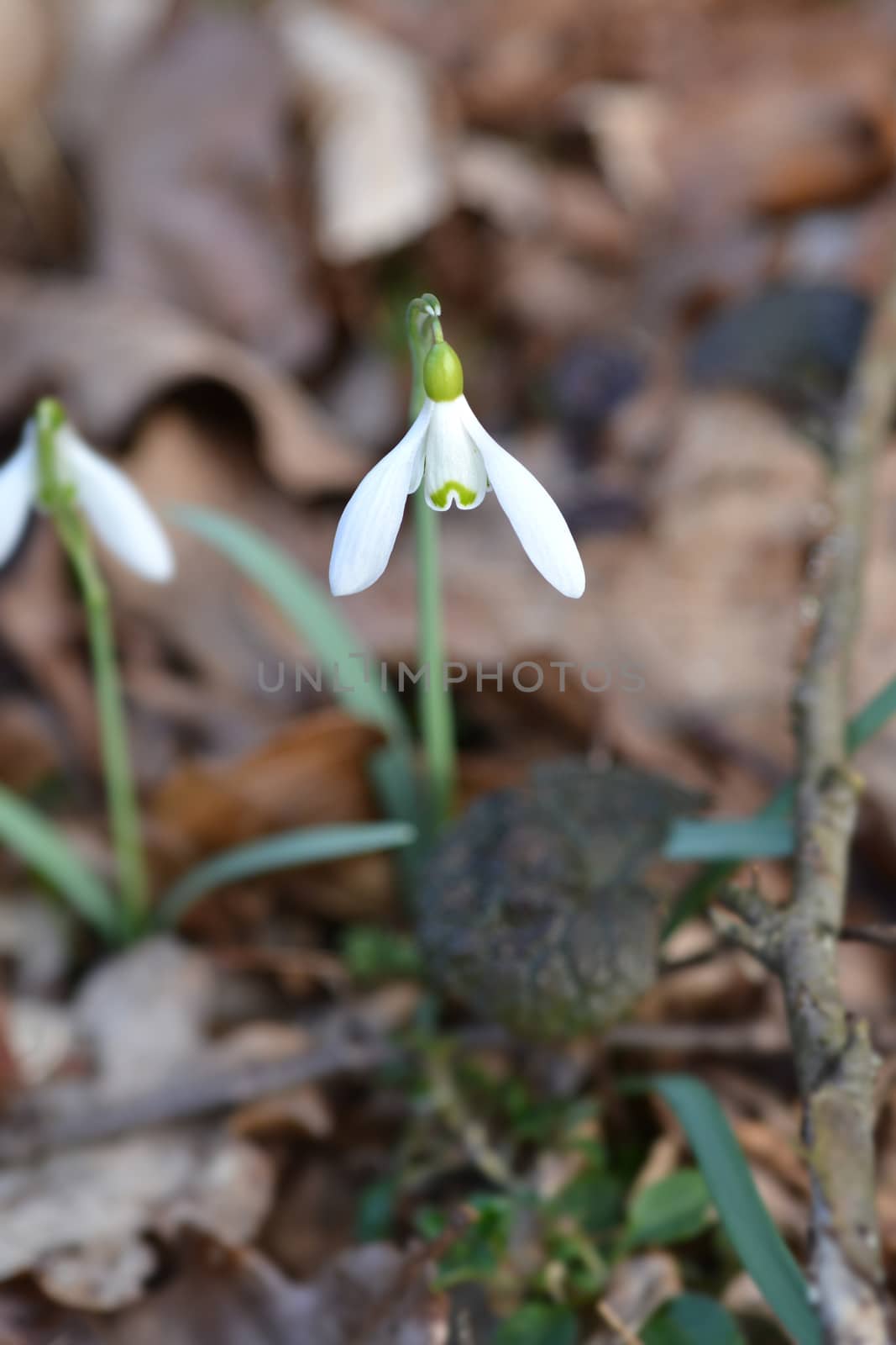 Common snowdrop - Latin name - Galanthus nivalis