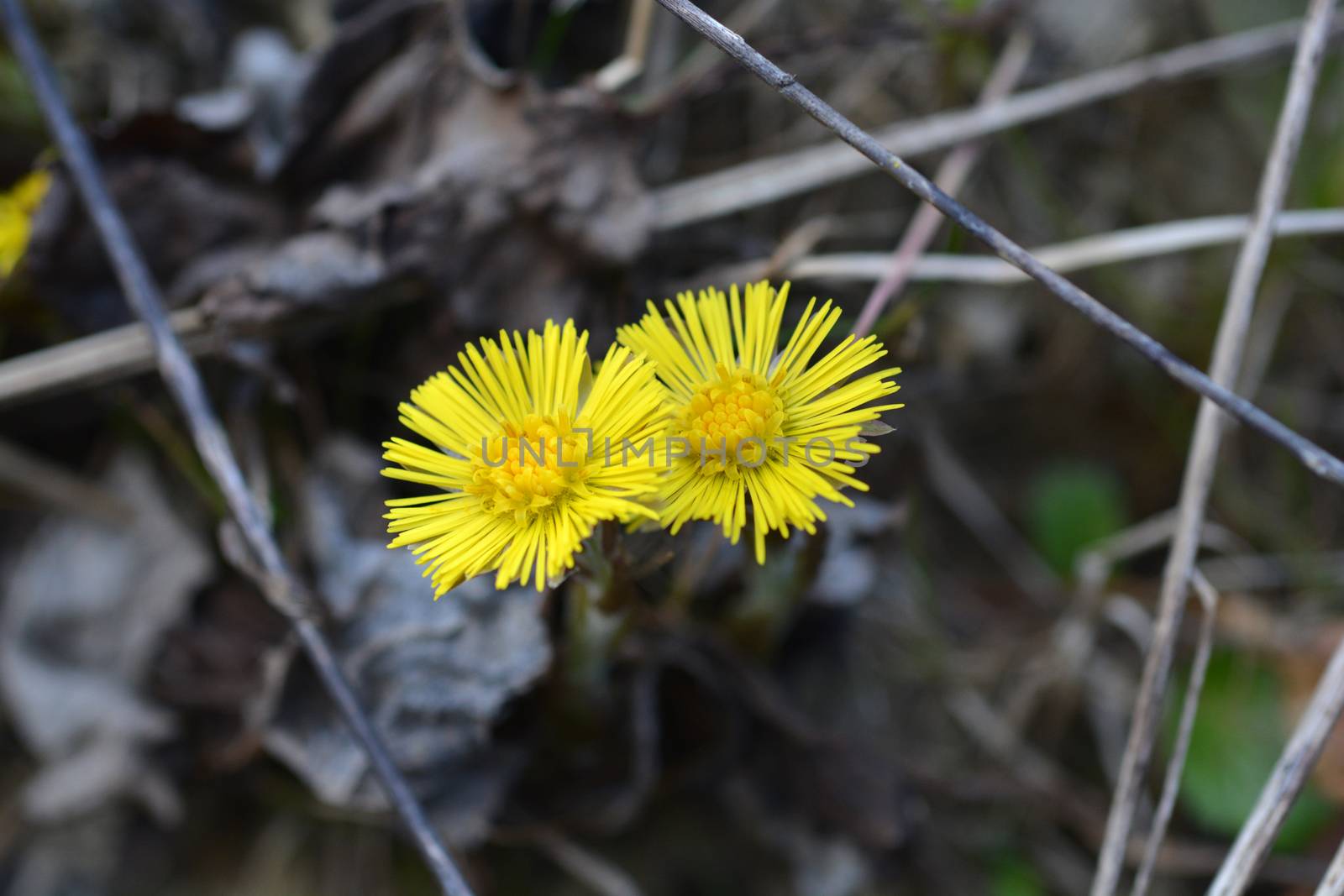 Coltsfoot yellow flowers - Latin name - Tussilago farfara