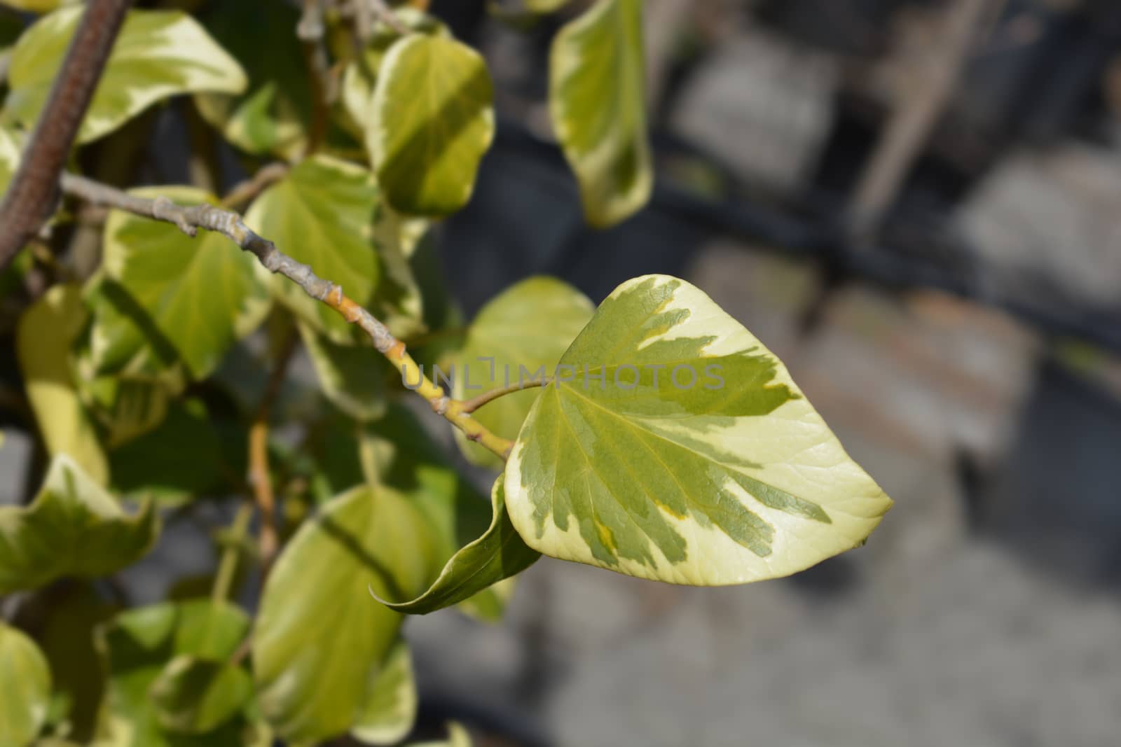 Ivy Dentata variegata - Latin name - Hedera colchica Dentata variegata (syn. Hedera colchica Dentata aurea)