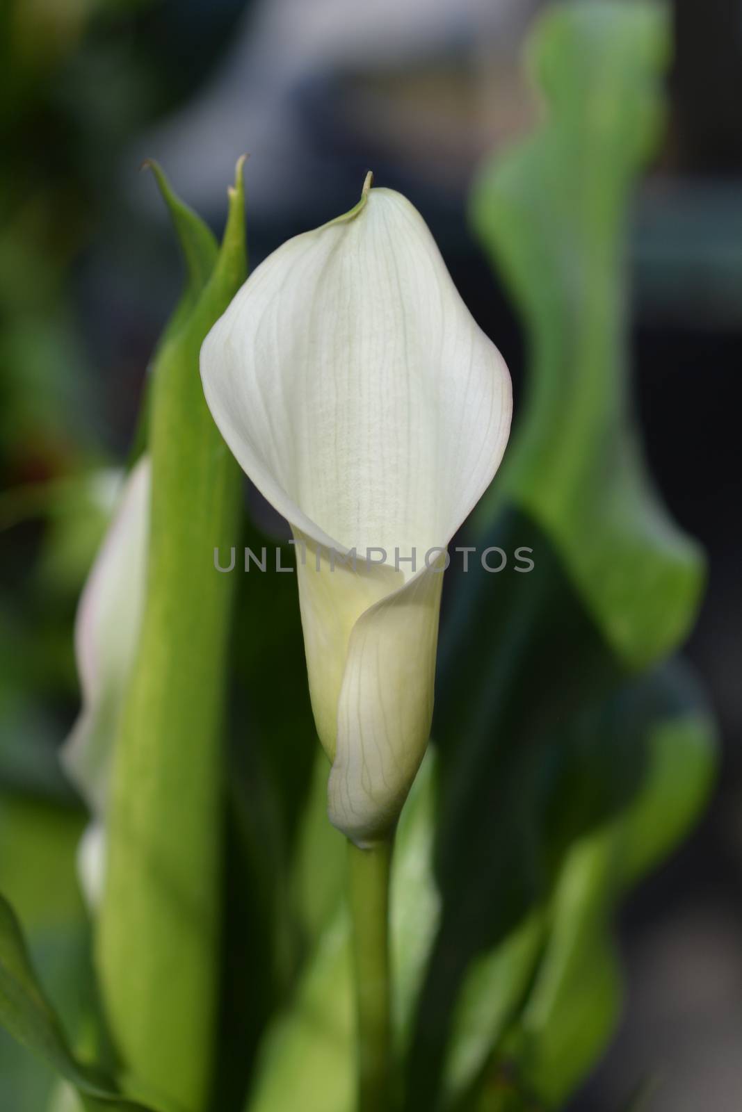 Garden calla lily - Latin name - Zantedeschia aethiopica