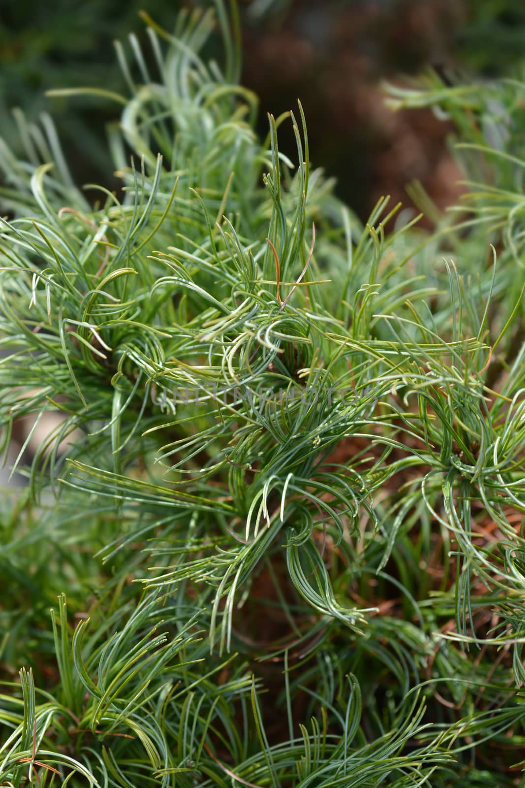 White pine Green Curls by nahhan