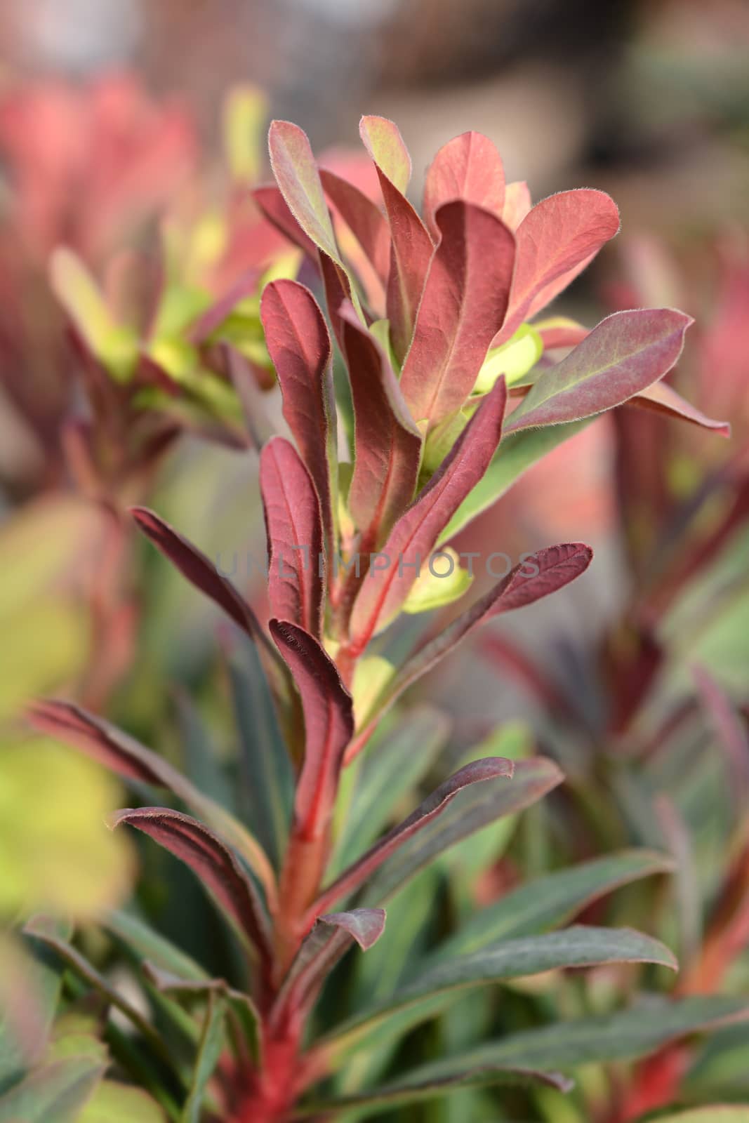 Wood spurge Purpurea side view - Latin name - Euphorbia amygdaloides Purpurea