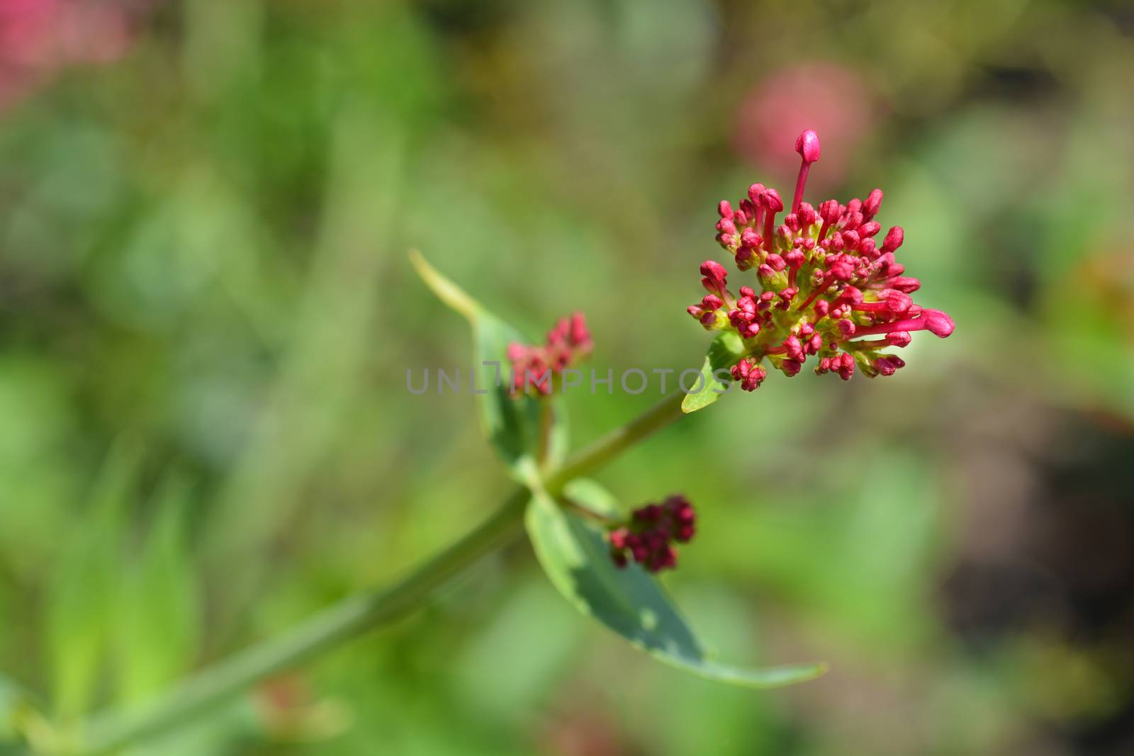 Red valerian flower buds - Latin name - Centranthus ruber