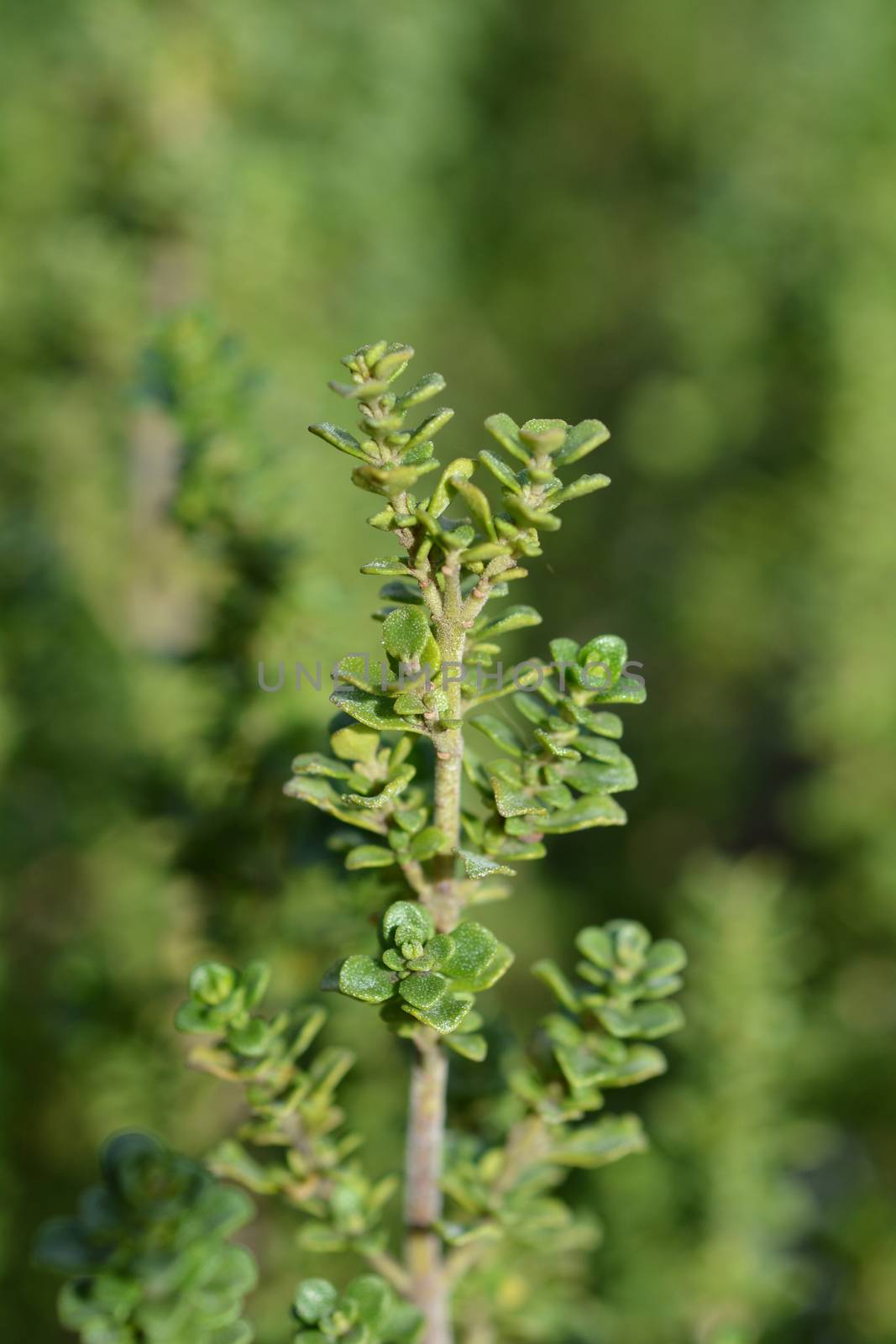 Alpine mint bush by nahhan