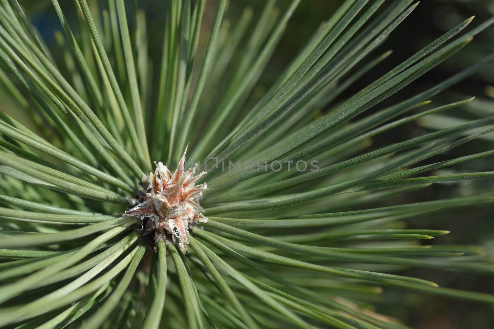 Black pine - Latin name - Pinus nigra