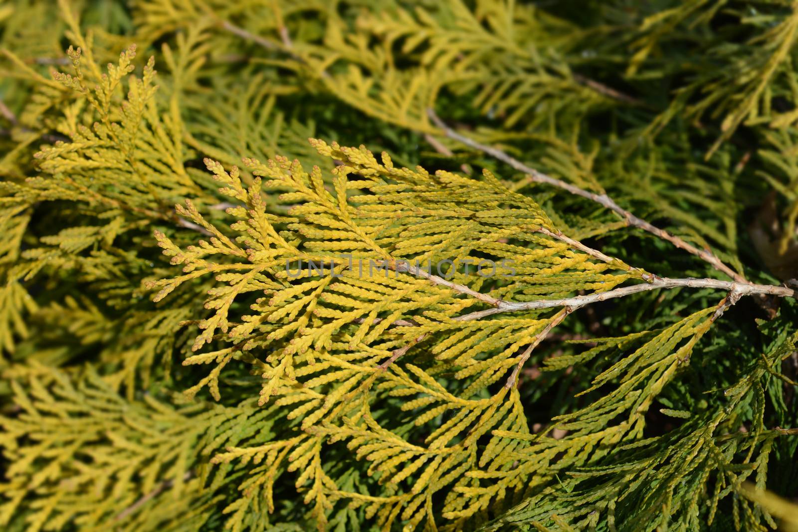 Golden Globe Arborvitae - Latin name - Thuja occidentalis Golden Globe