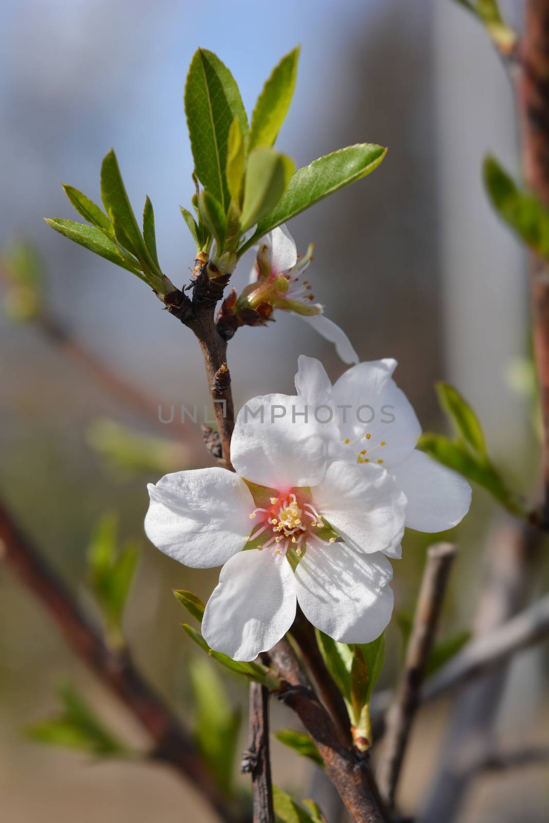 Almond flower - Latin name - Prunus dulcis (syn. Prunus amygdalus)
