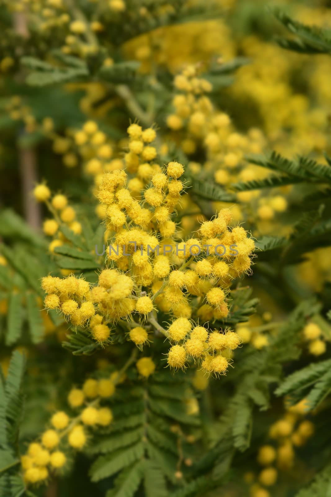 Silver wattle - Latin name - Acacia dealbata