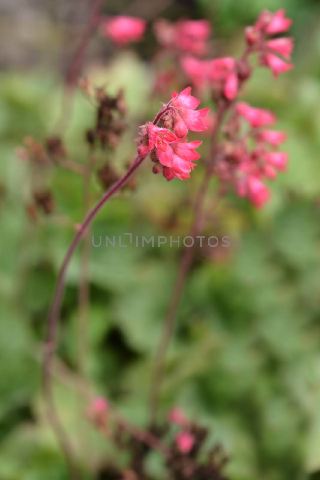 Ruby Bells - Latin name - Heuchera sanguinea Ruby Bells