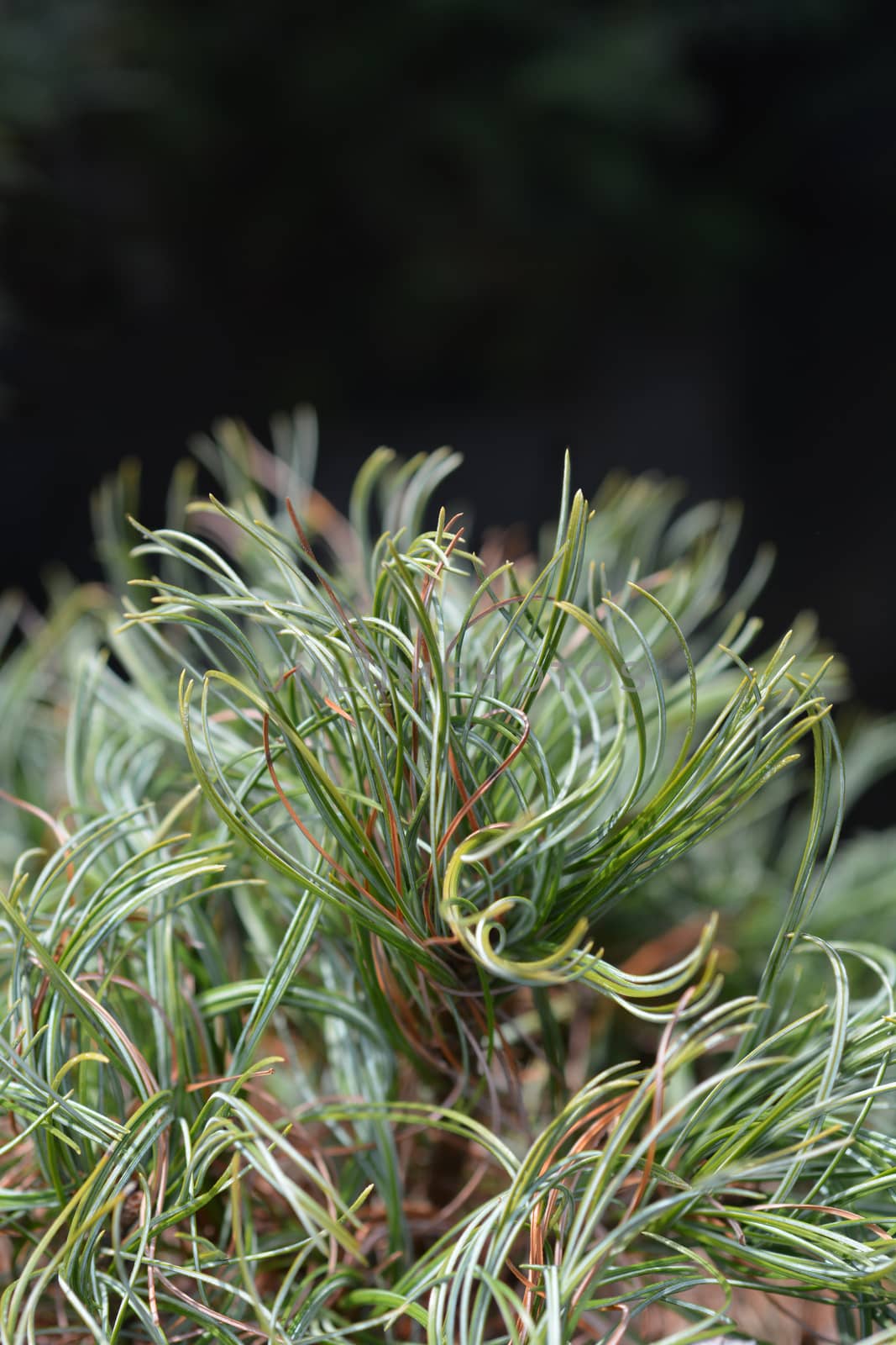 White pine Green Curls by nahhan