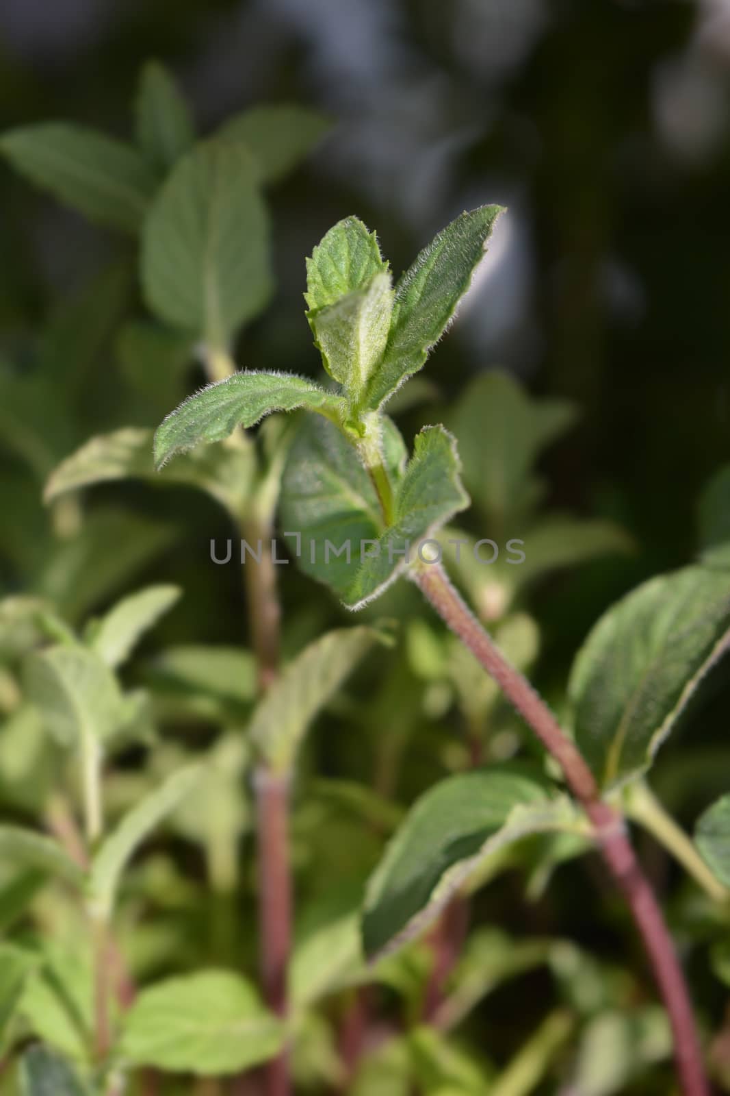 Curled mint - Latin name - Mentha spicata var. crispa