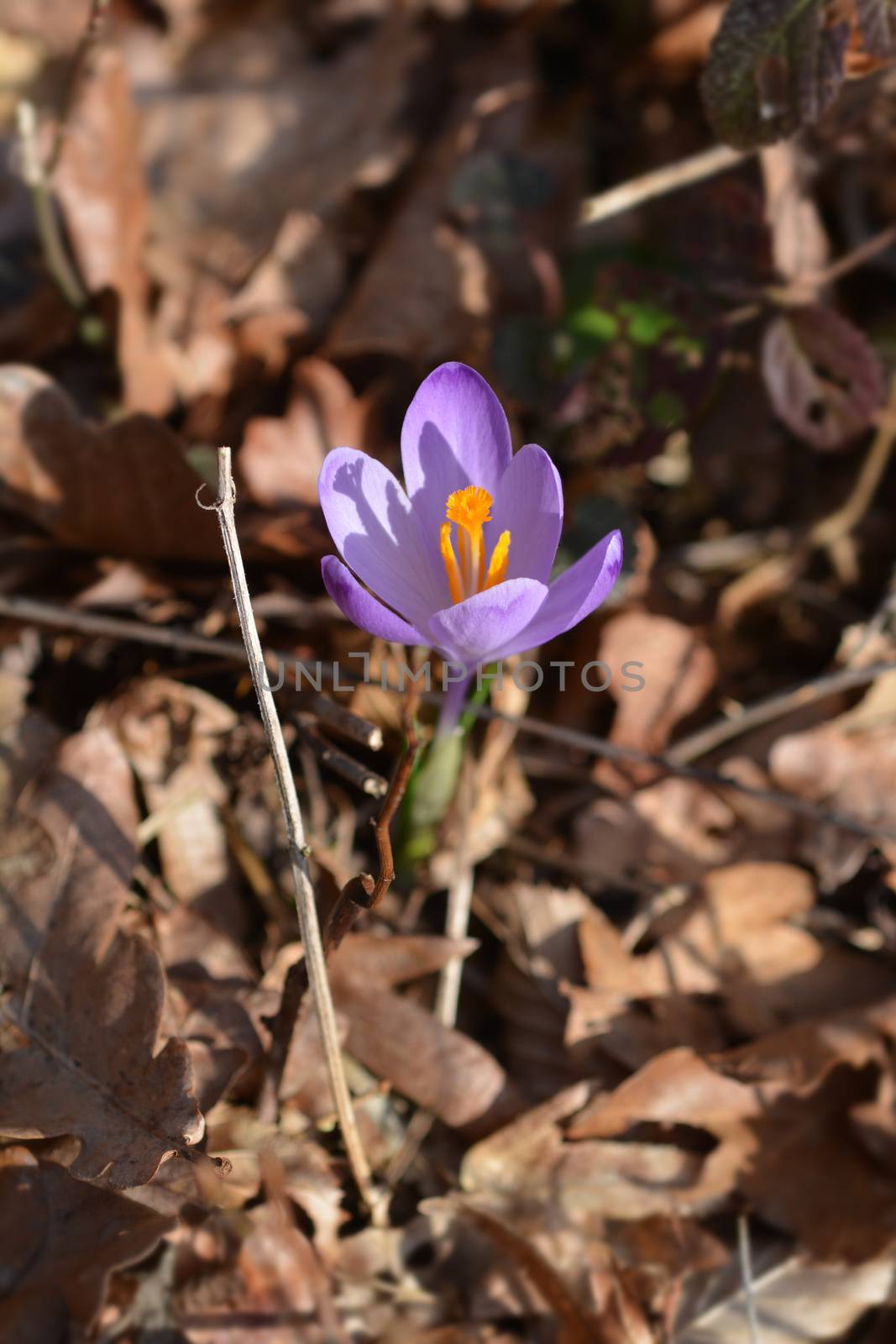 Spring Crocus - Latin name - Crocus heuffelianus