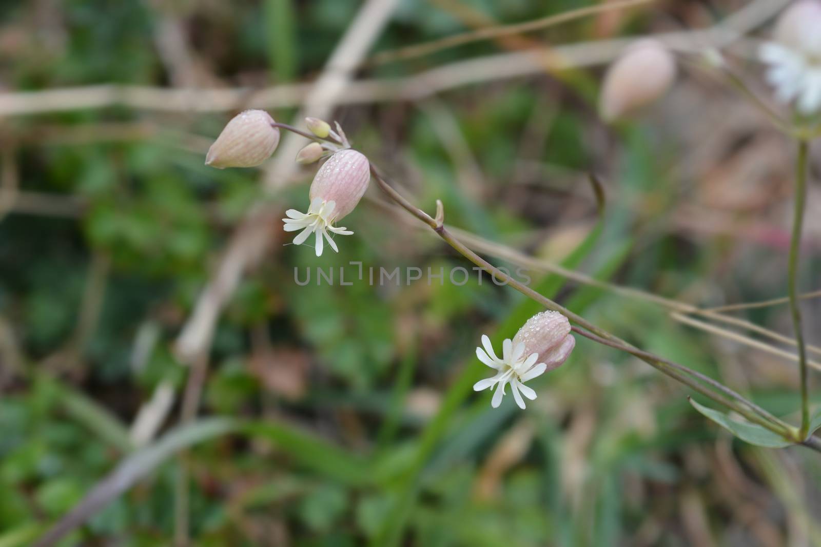 Bladder campion - Latin name - Silene vulgaris