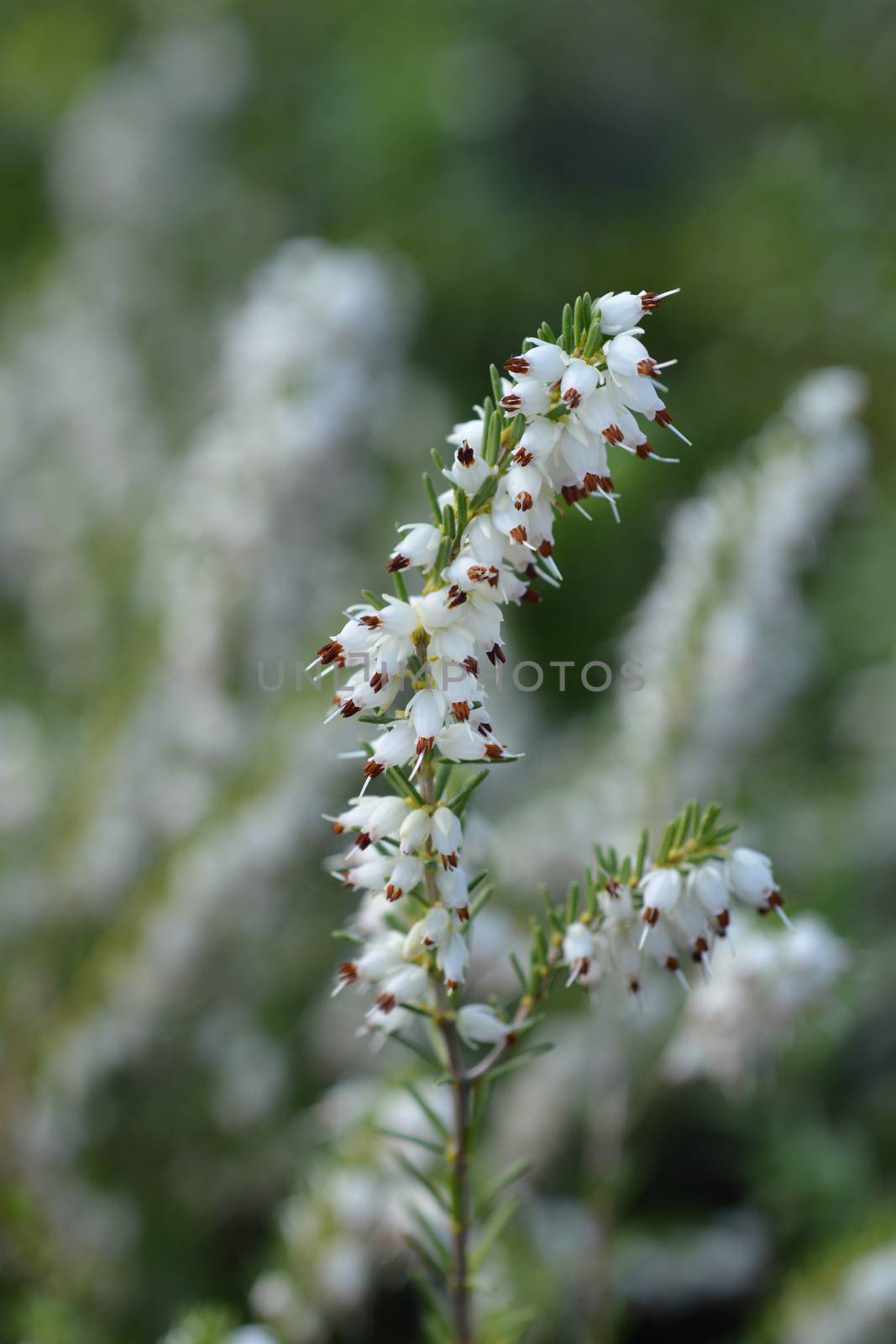 Darley Dale heath - Latin name - Erica * darleyensis