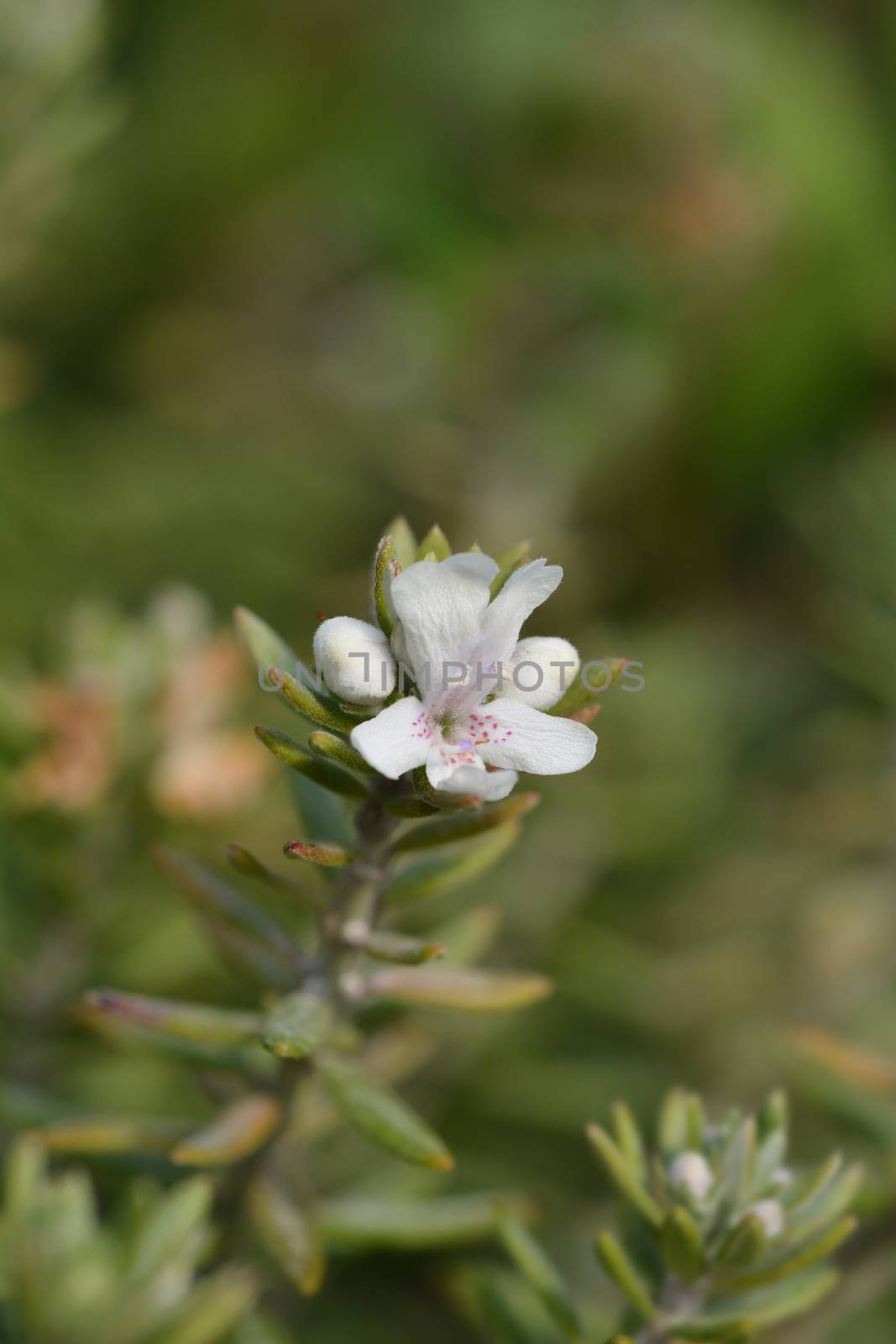 Coastal rosemary by nahhan