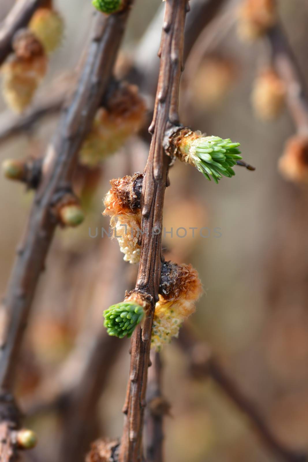 Larch Stiff Weeping - Latin name - Larix kaempferi Stiff Weeping