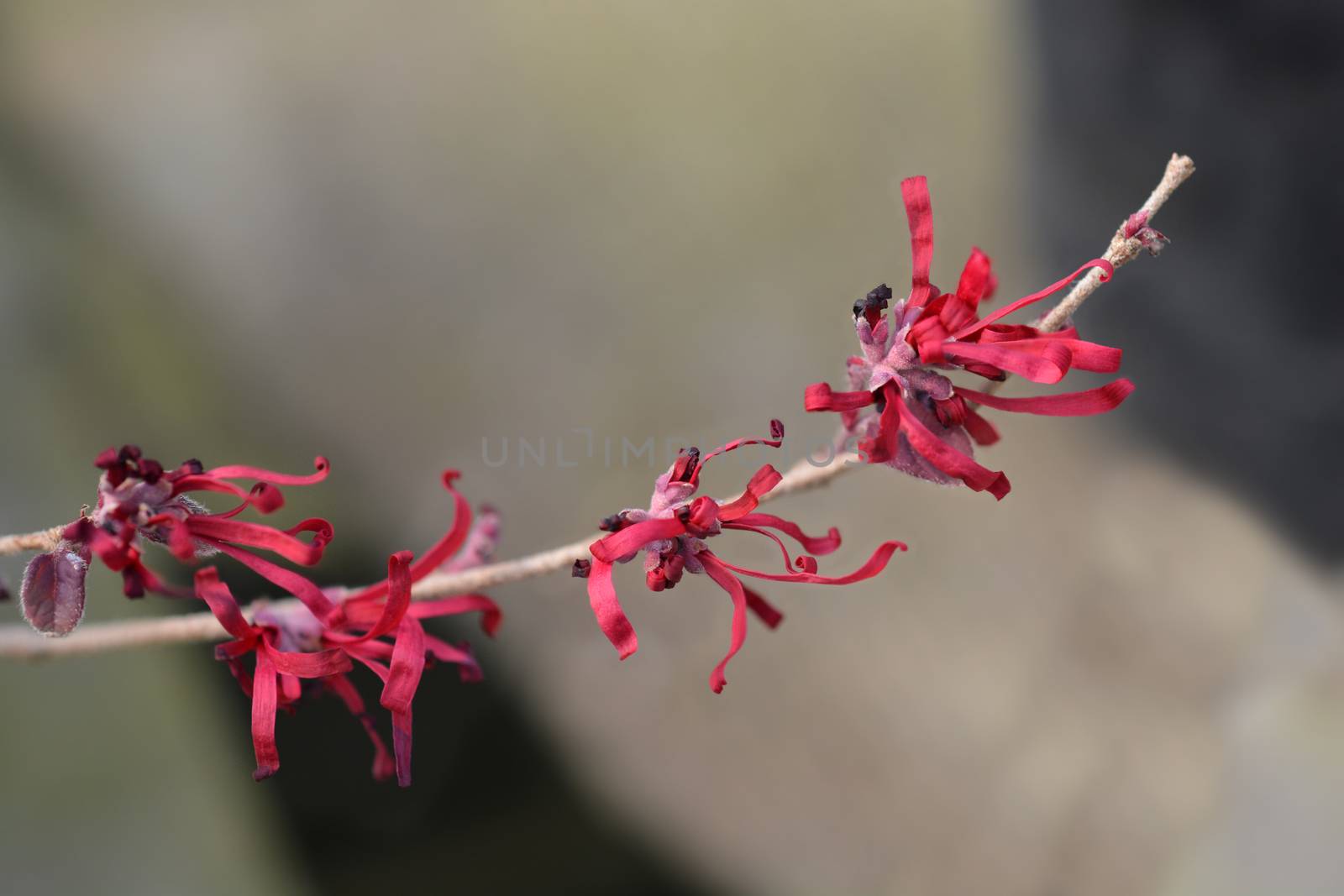 Chinese fringe flower Ever Red - Latin name - Loropetalum chinense Ever Red (Loropetalum chinense Chang Nian Hong)