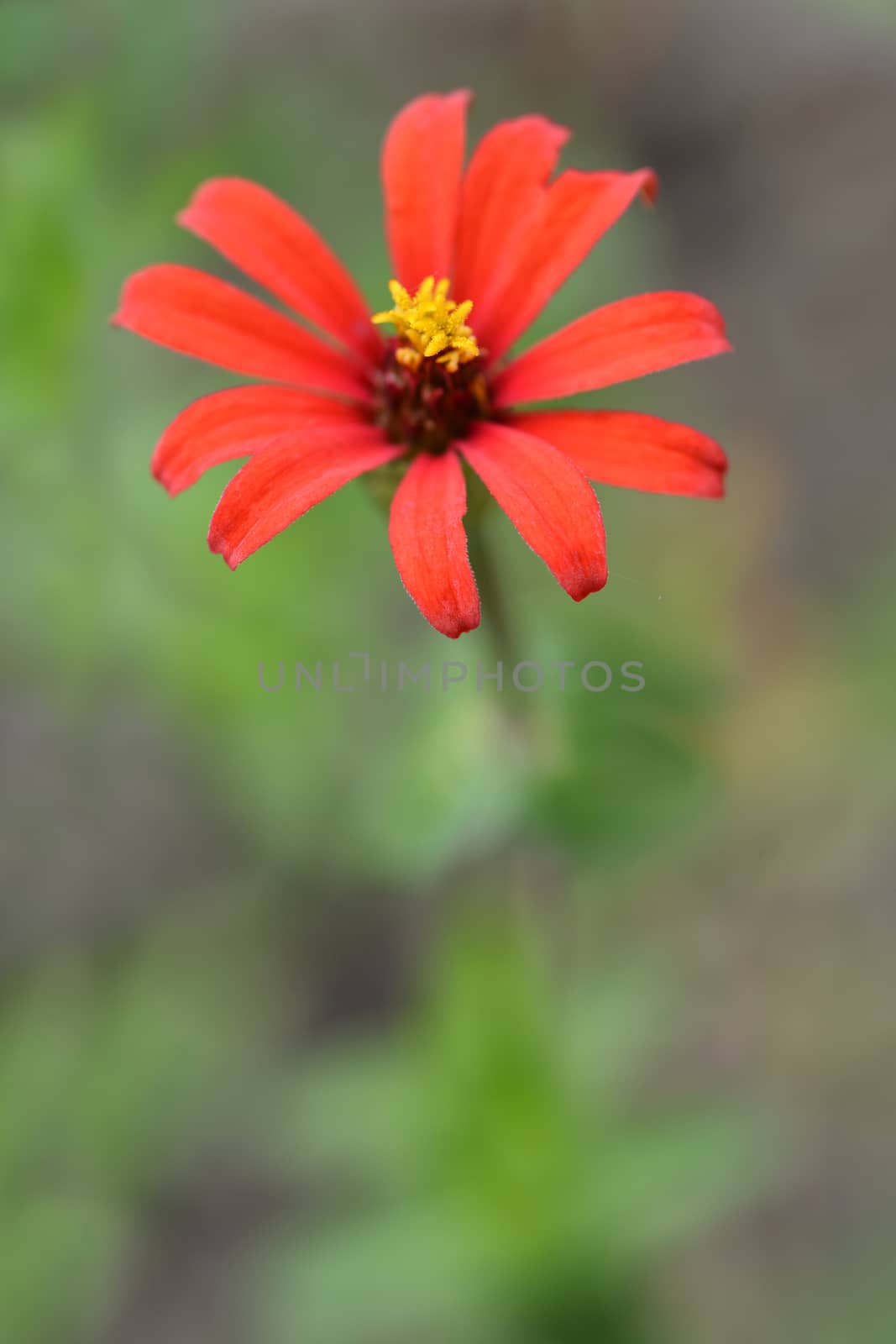 Peruvian zinnia by nahhan