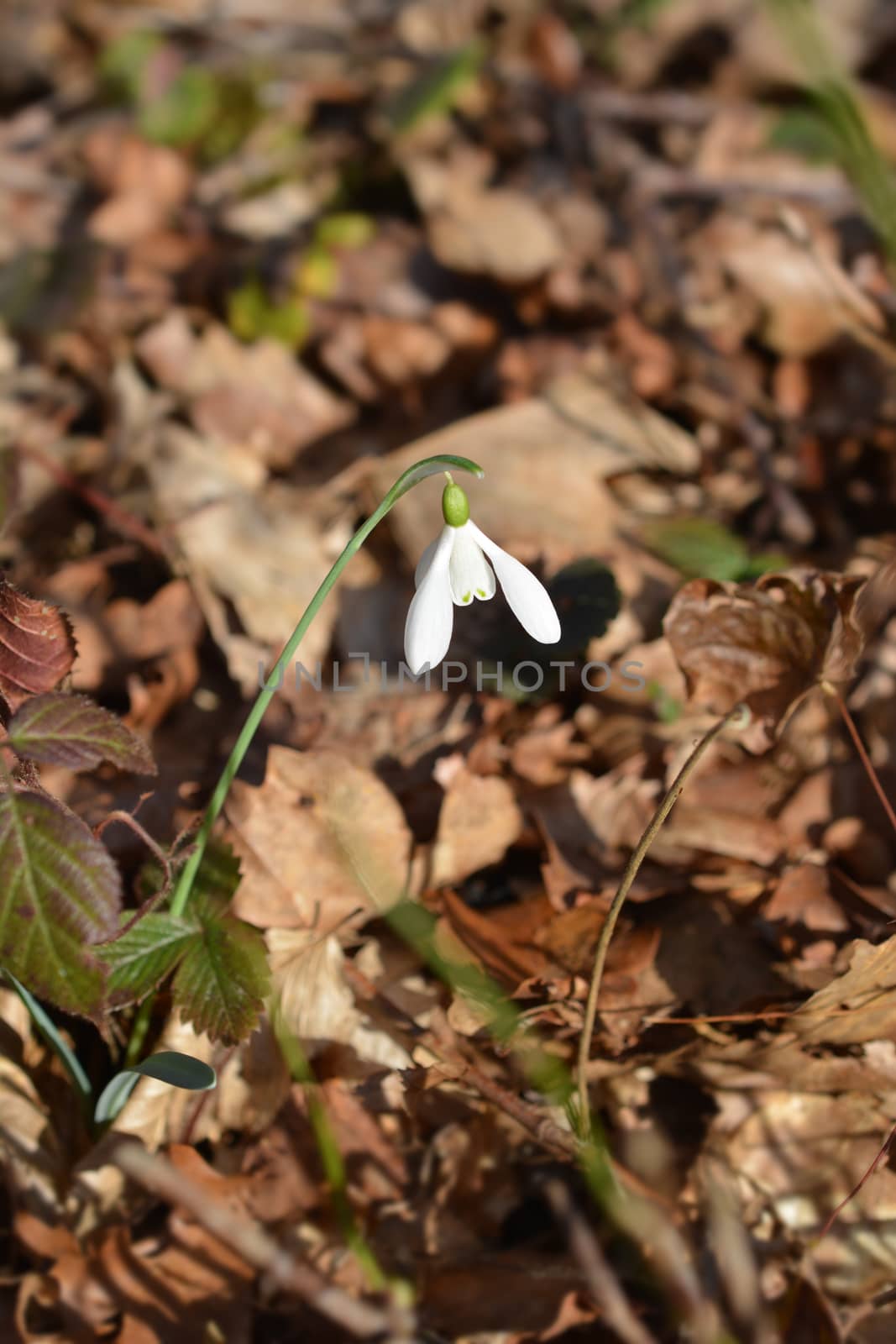 Common snowdrop - Latin name - Galanthus nivalis