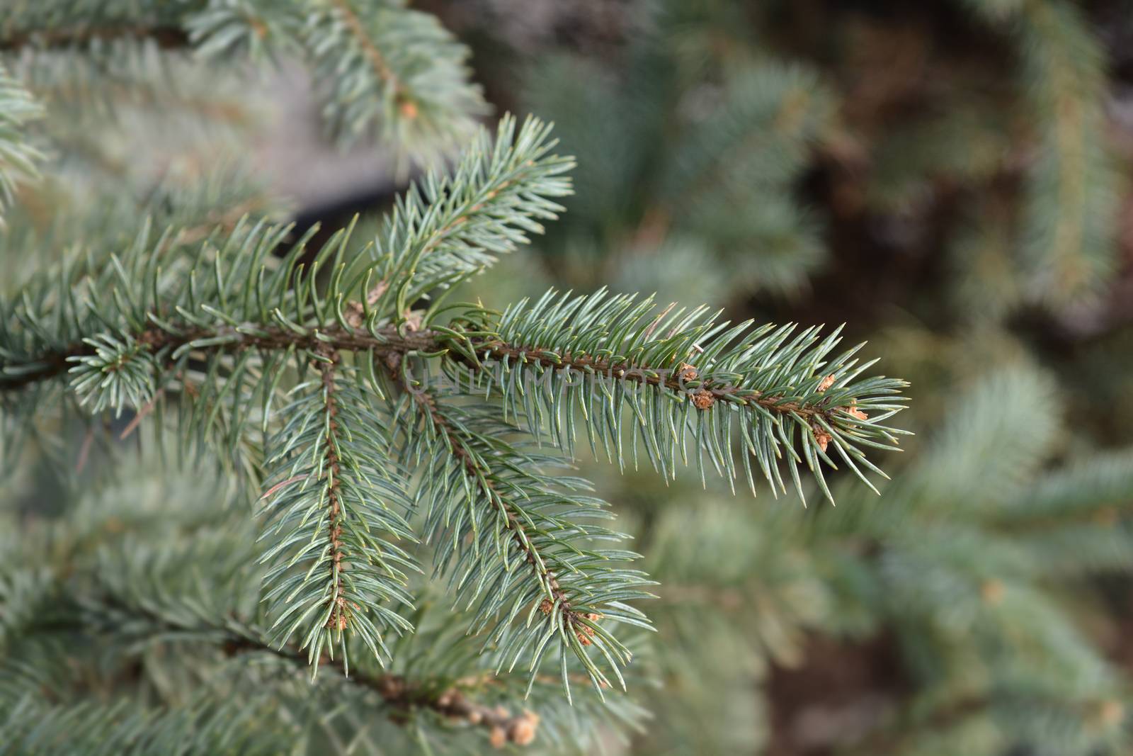 Fat Albert Colorado blue spruce - Latin name - Picea pungens Fat Albert