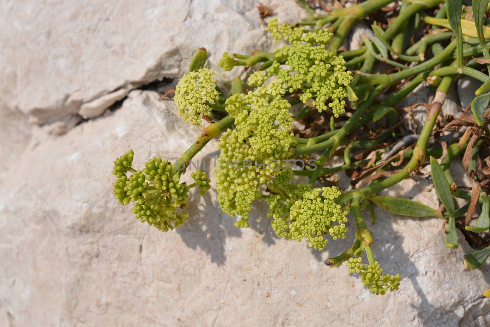 Sea fennel flowers by nahhan