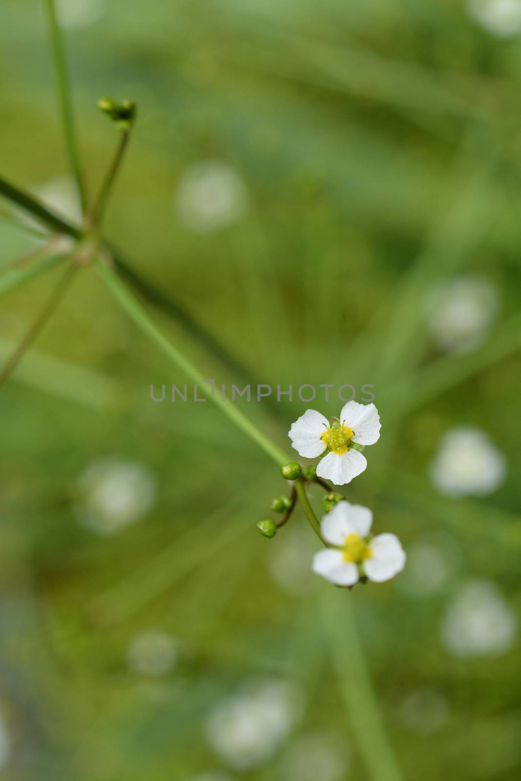 Common water plantain by nahhan