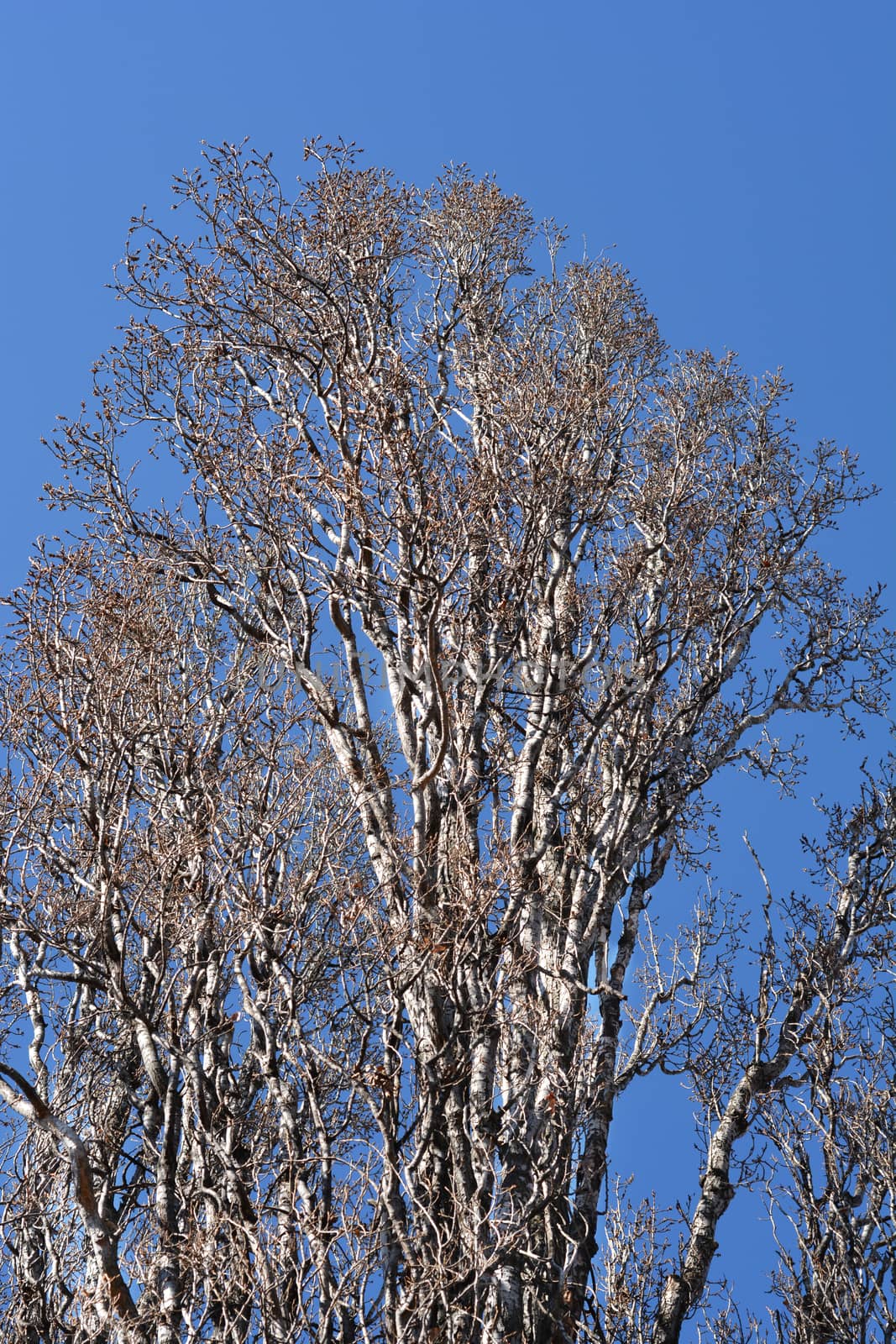 Lombardy poplar by nahhan