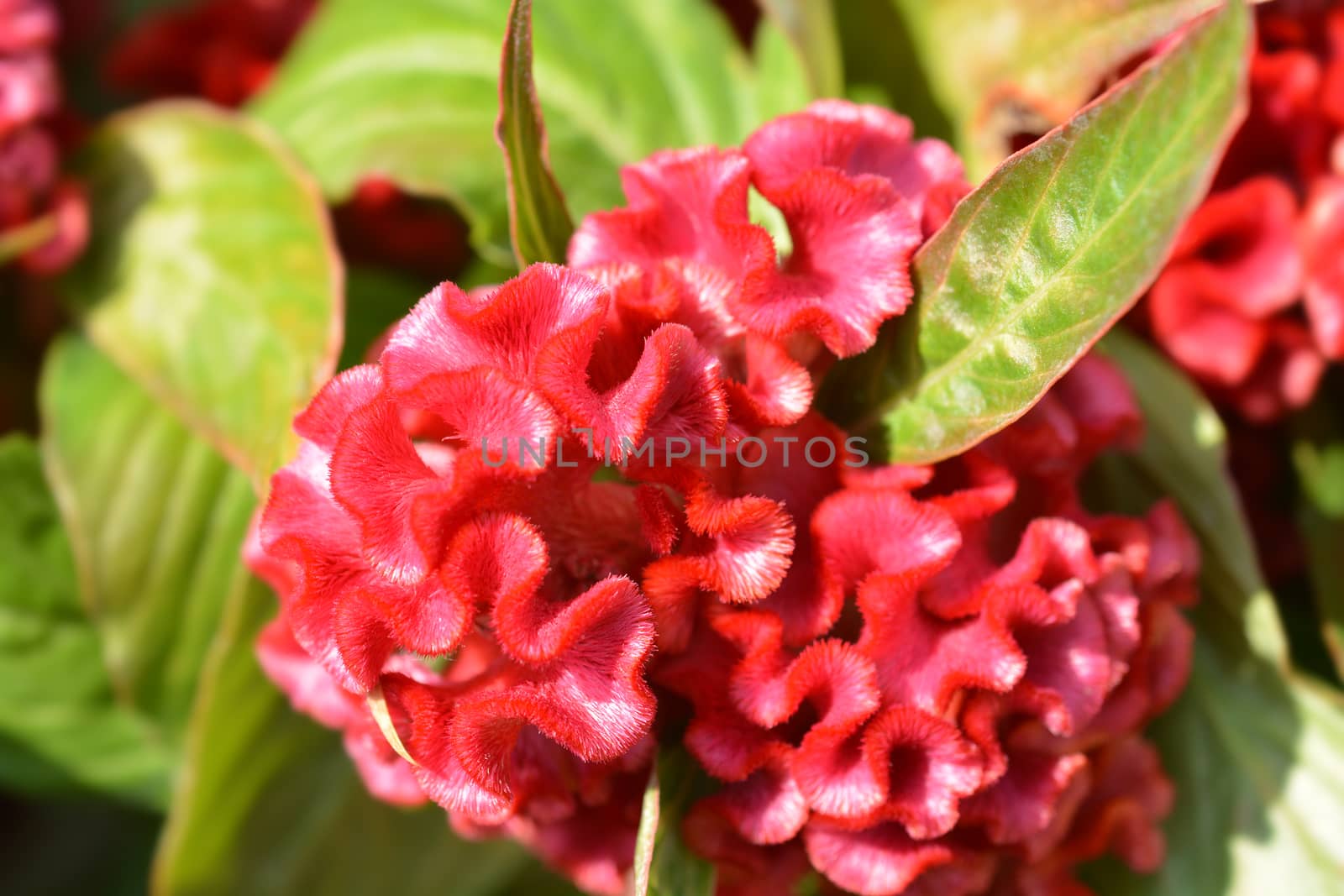 Red cockscomb - Latin name - Celosia cristata