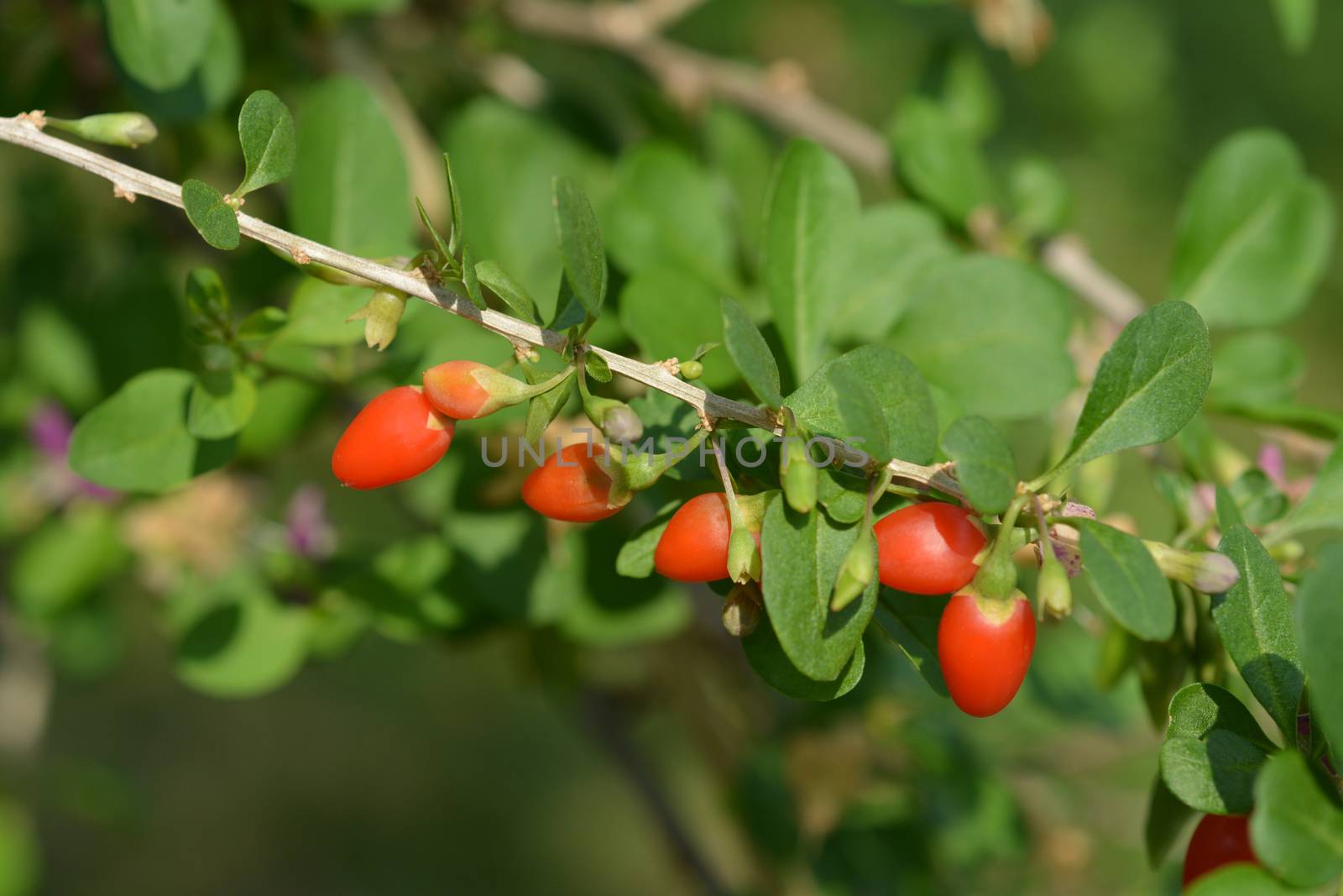 Chinese boxthorn purple flower - Latin name - Lycium chinense