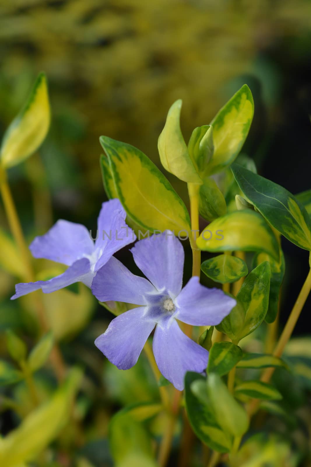 Lesser Periwinkle Illumination by nahhan