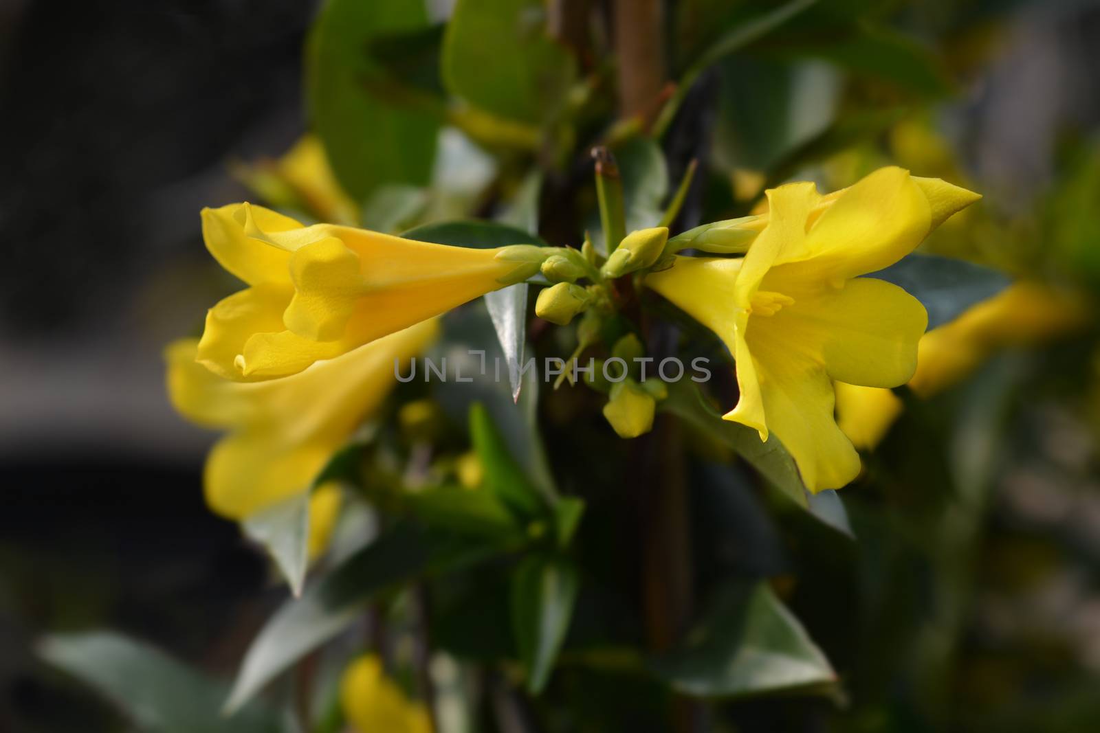 Yellow jessamine - Latin name - Gelsemium sempervirens