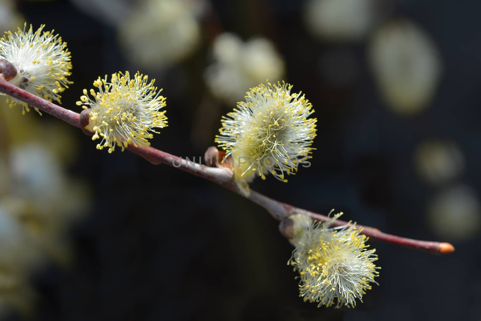 Kilmarnock willow - Latin name - Salix caprea Kilmarnock