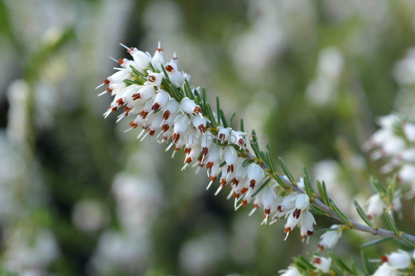 Darley Dale heath - Latin name - Erica * darleyensis