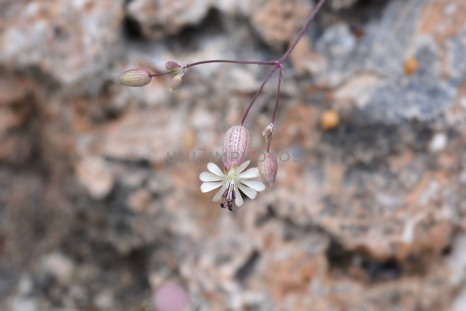 Bladder campion - Latin name - Silene vulgaris