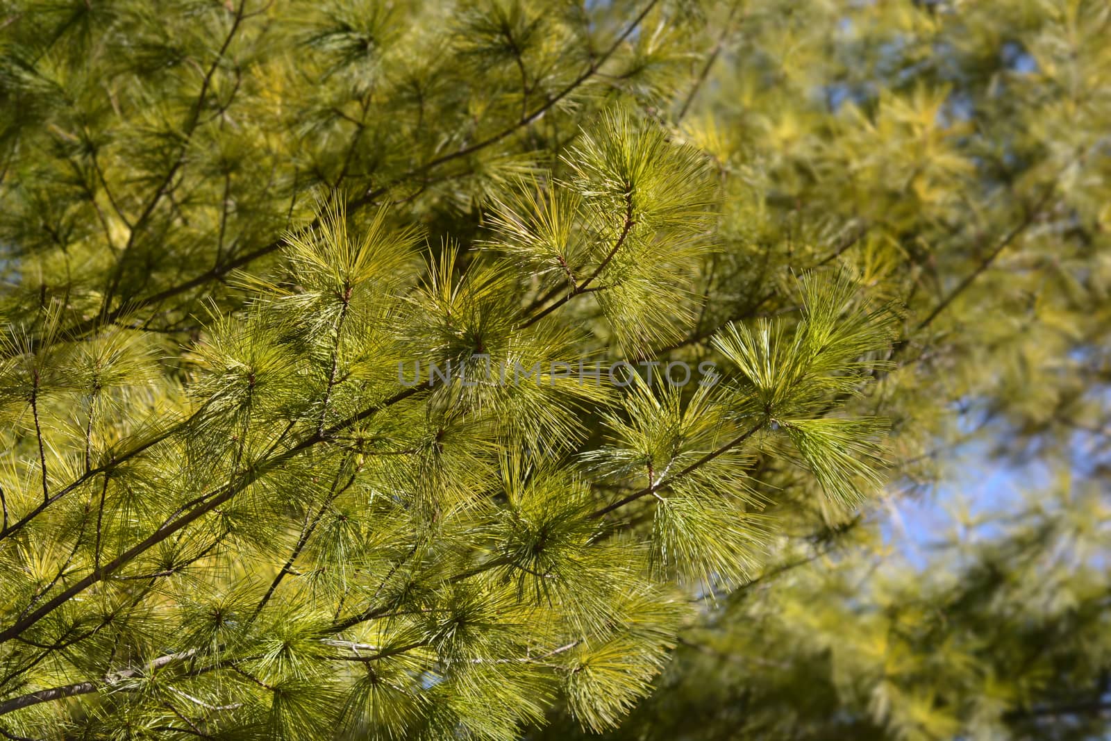 Eastern white pine - Latin name - Pinus strobus