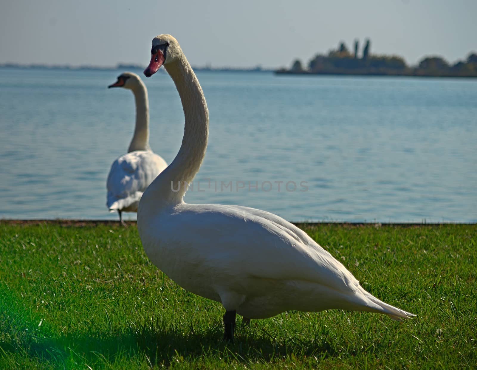 White swan standing on grass field with lake in background