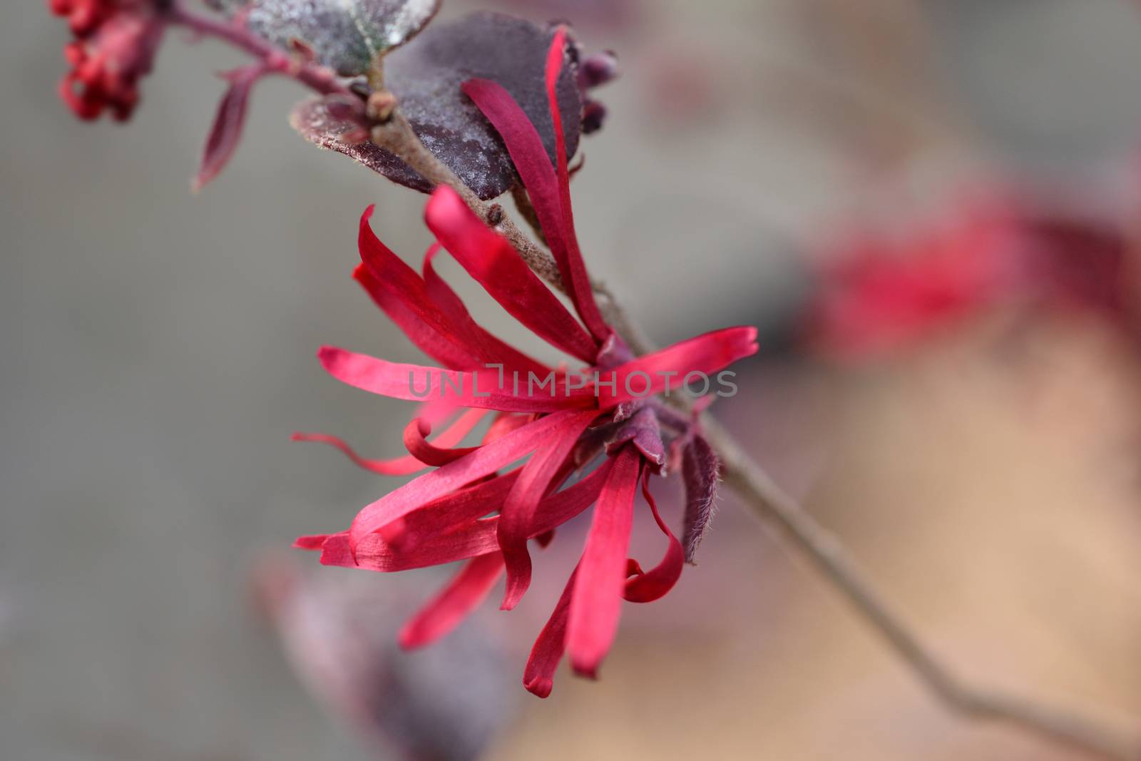 Chinese fringe flower Ever Red - Latin name - Loropetalum chinense Ever Red (Loropetalum chinense Chang Nian Hong)