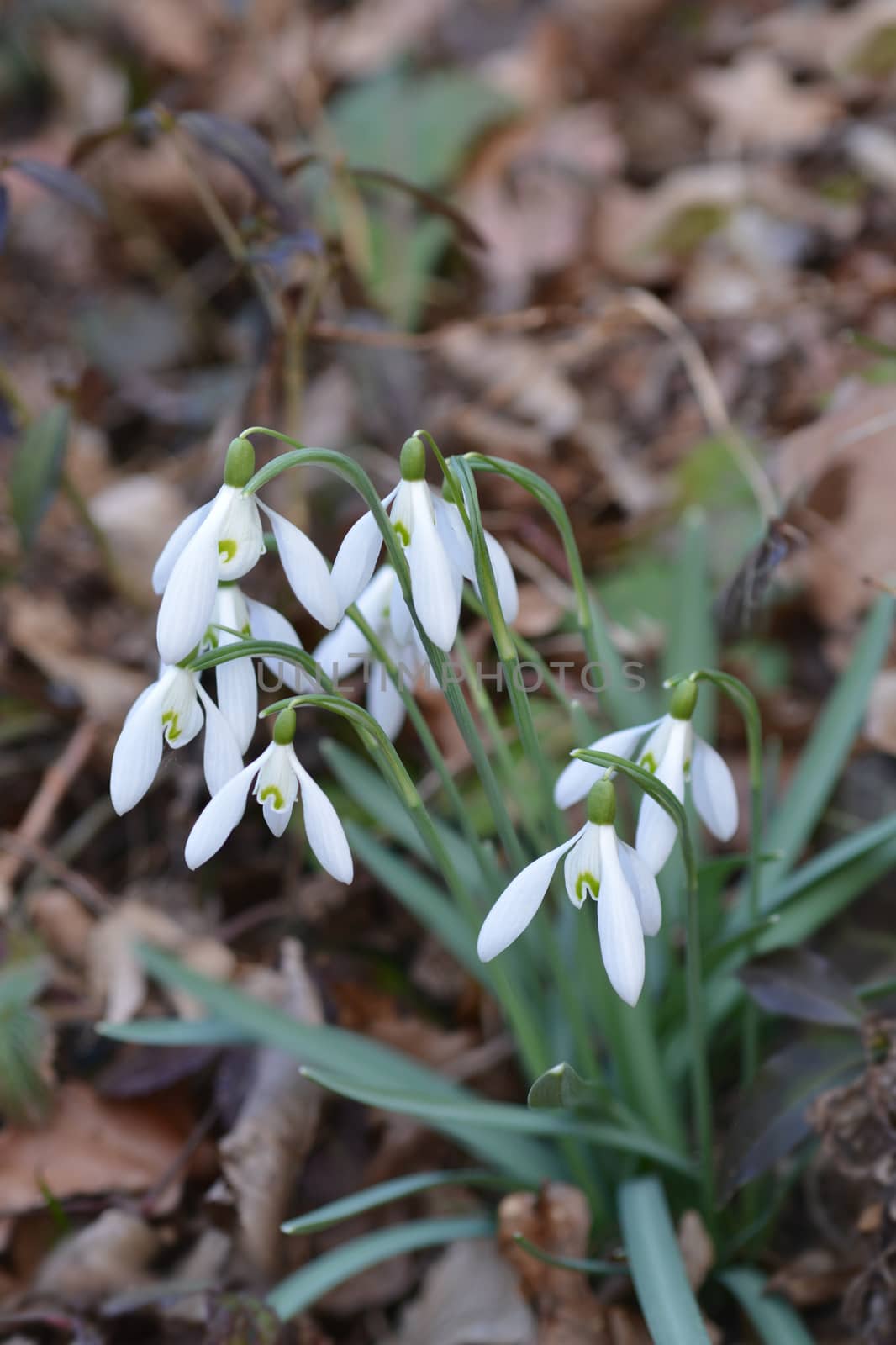 Common snowdrop by nahhan