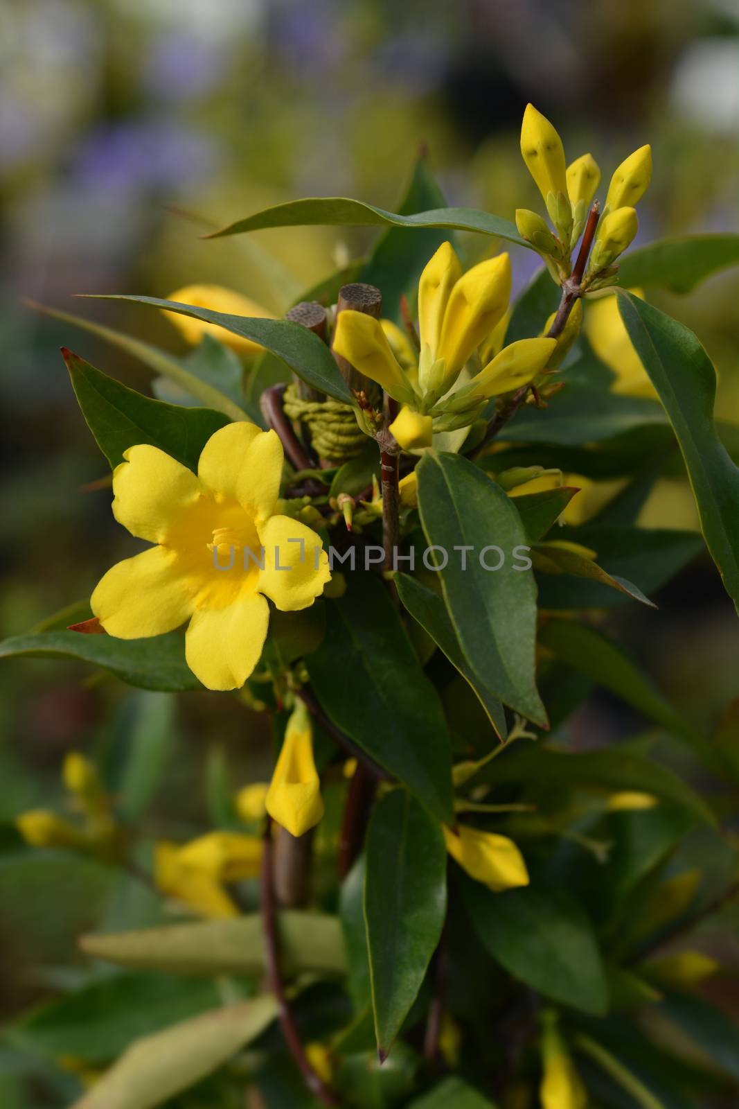 Yellow jessamine - Latin name - Gelsemium sempervirens