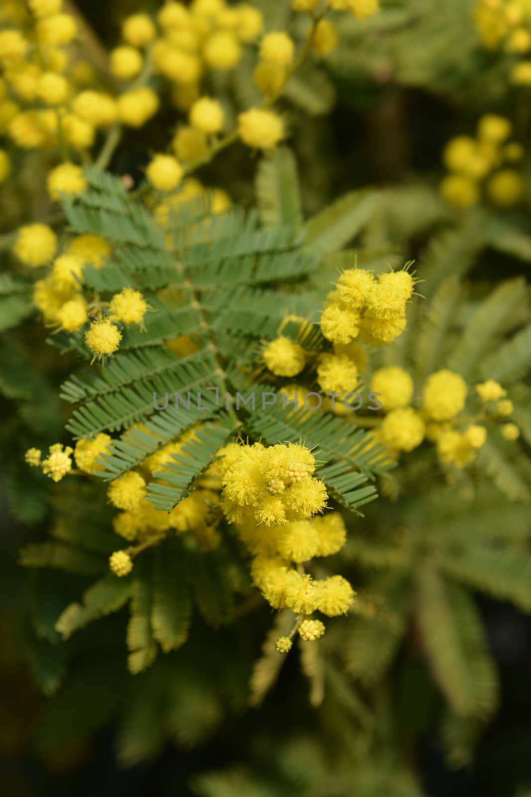 Silver wattle - Latin name - Acacia dealbata