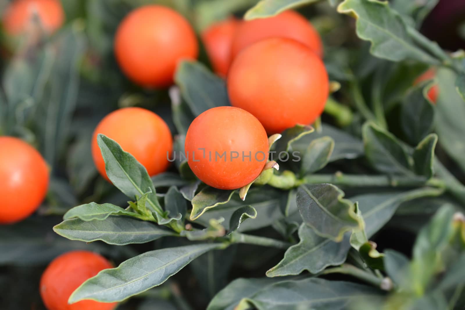 False Jerusalem cherry - Latin name - Solanum pseudocapsicum