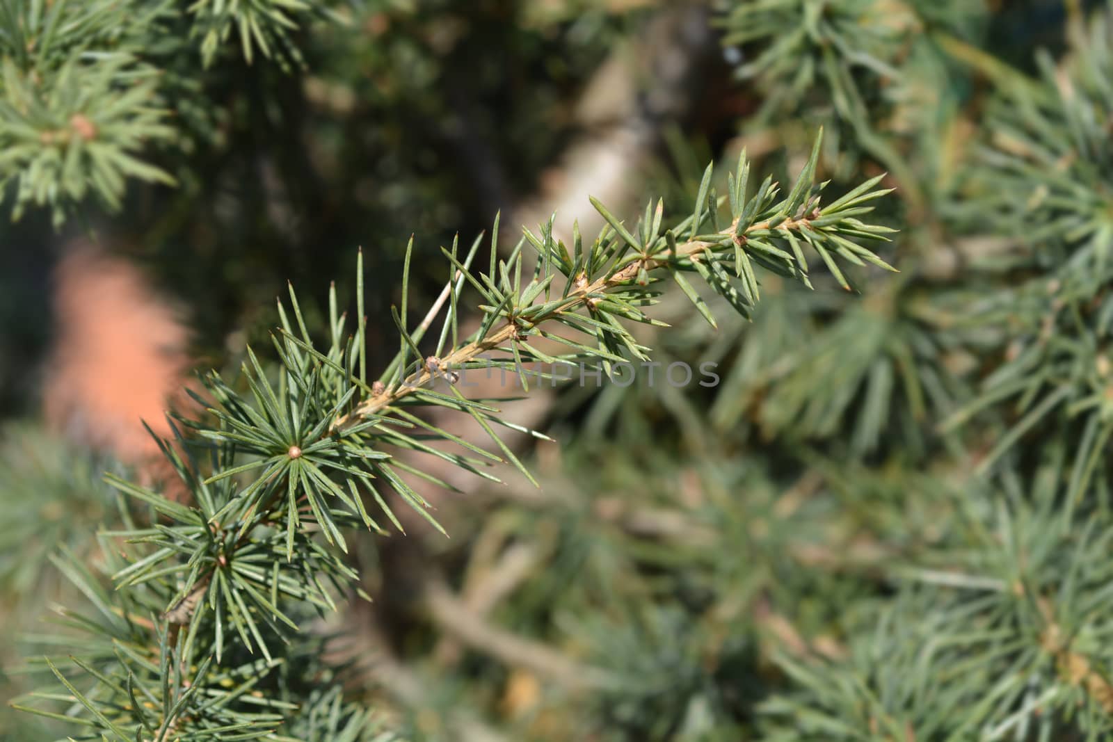 Cedar of Lebanon - Latin name - Cedrus libani