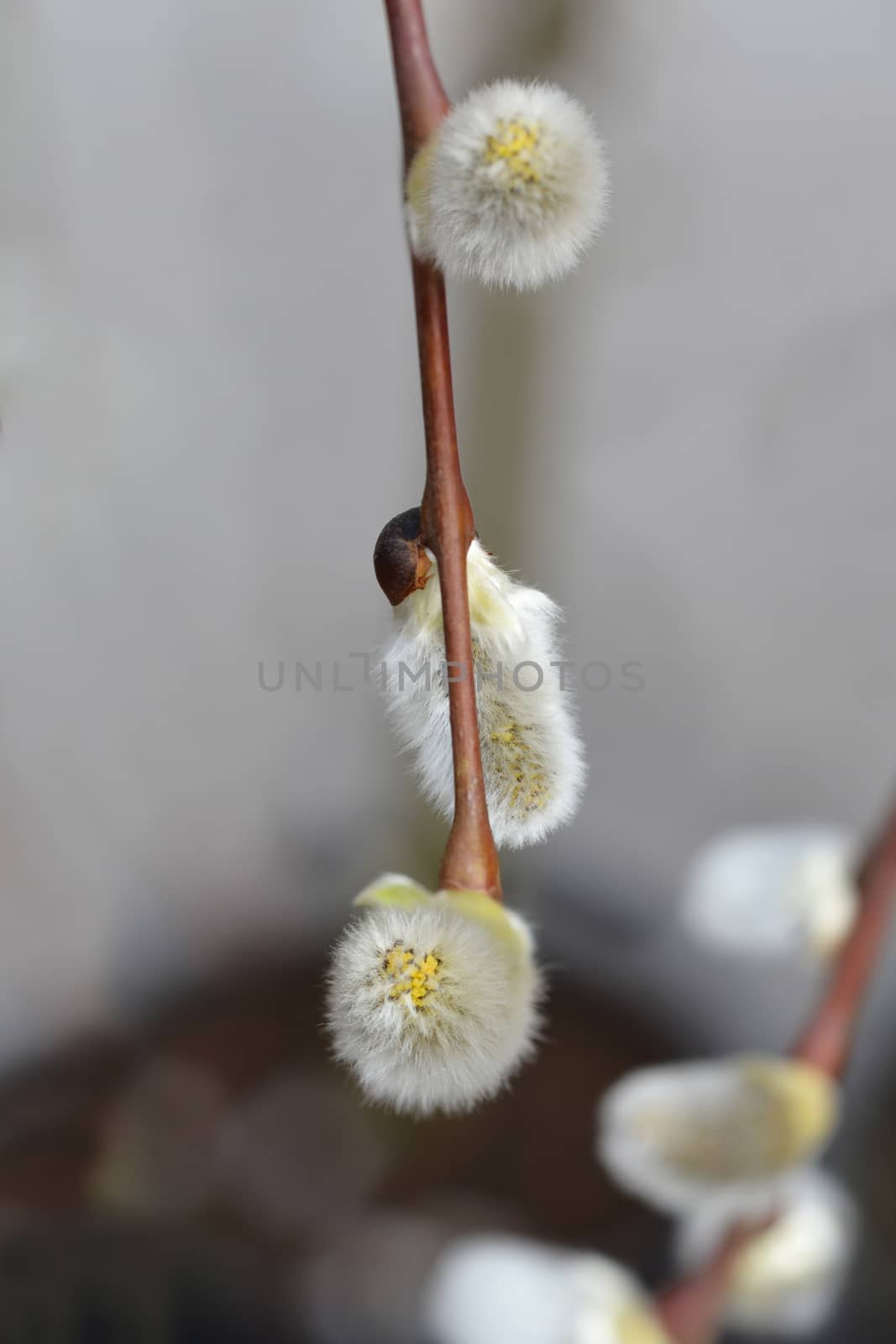 Kilmarnock willow - Latin name - Salix caprea Kilmarnock