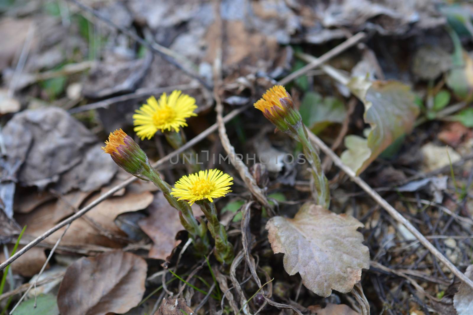 Coltsfoot yellow flowers - Latin name - Tussilago farfara