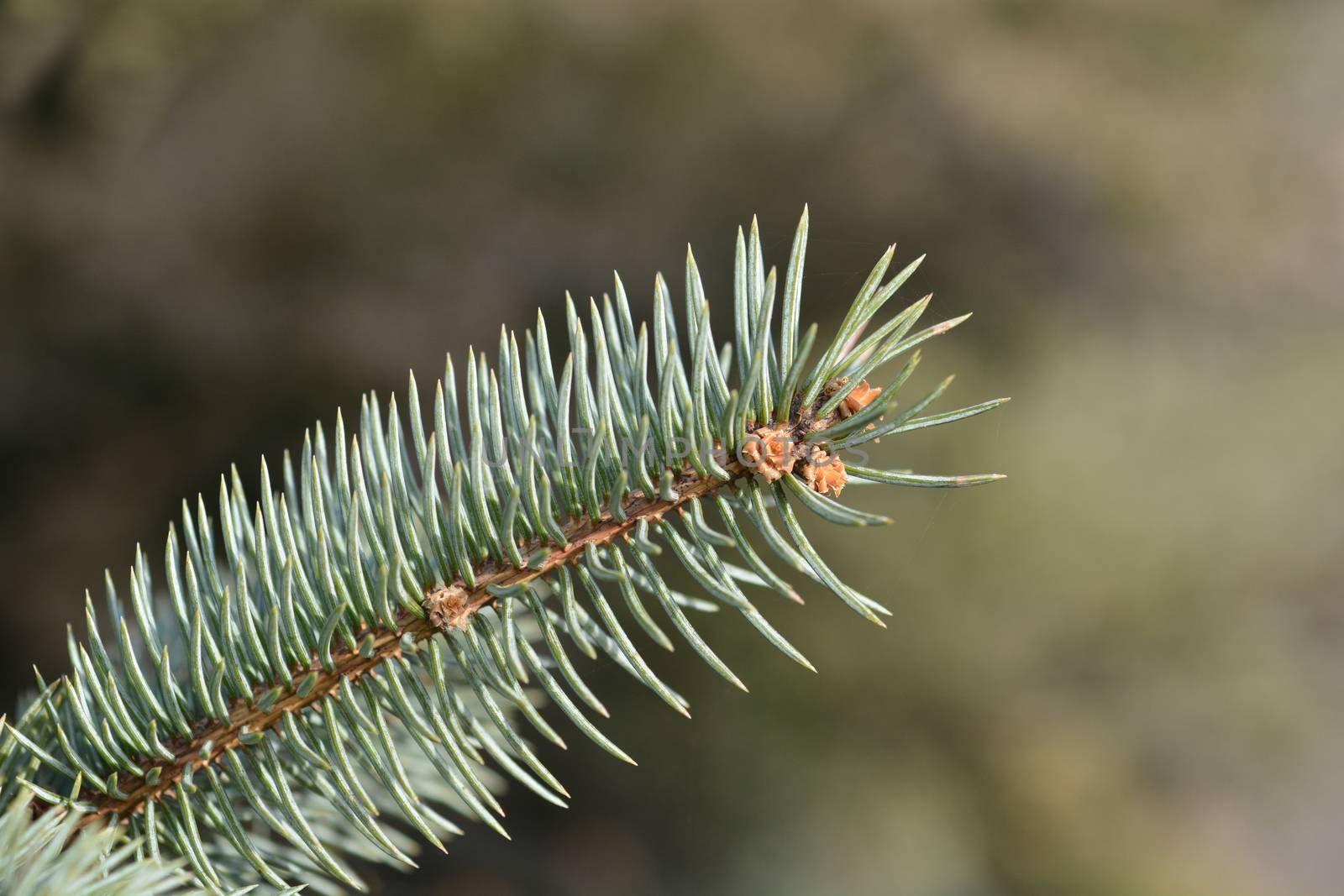 Fat Albert Colorado blue spruce - Latin name - Picea pungens Fat Albert