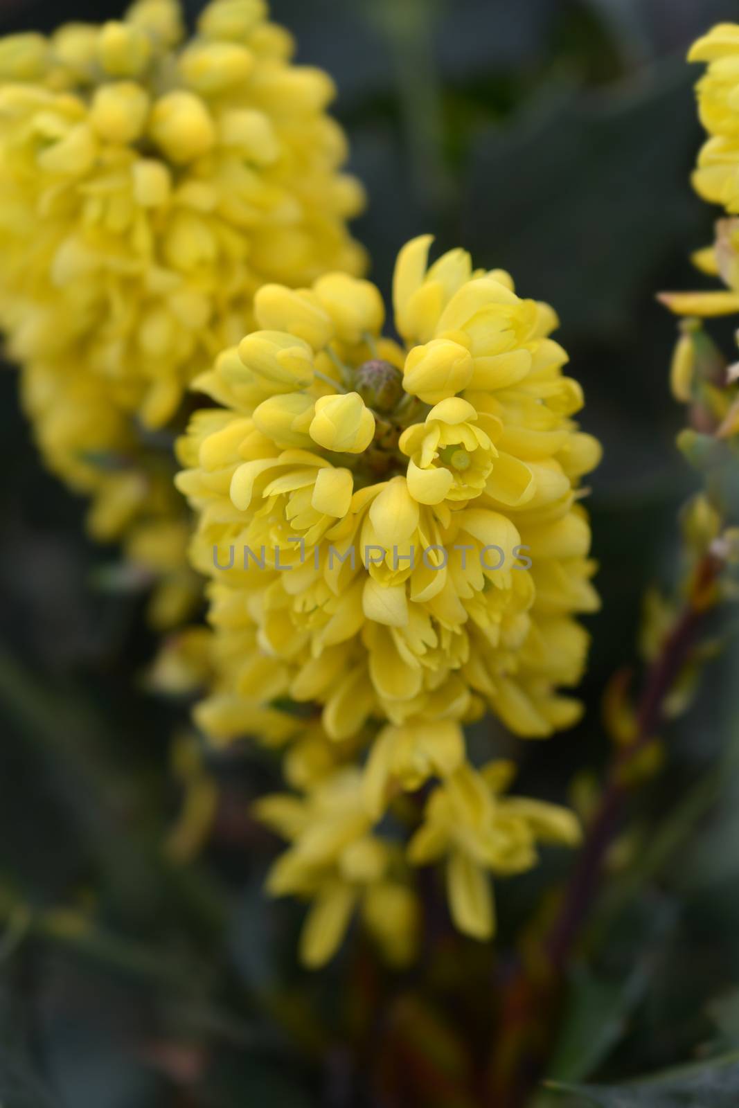 Oregon grape Charity - Latin name - Mahonia * media Charity